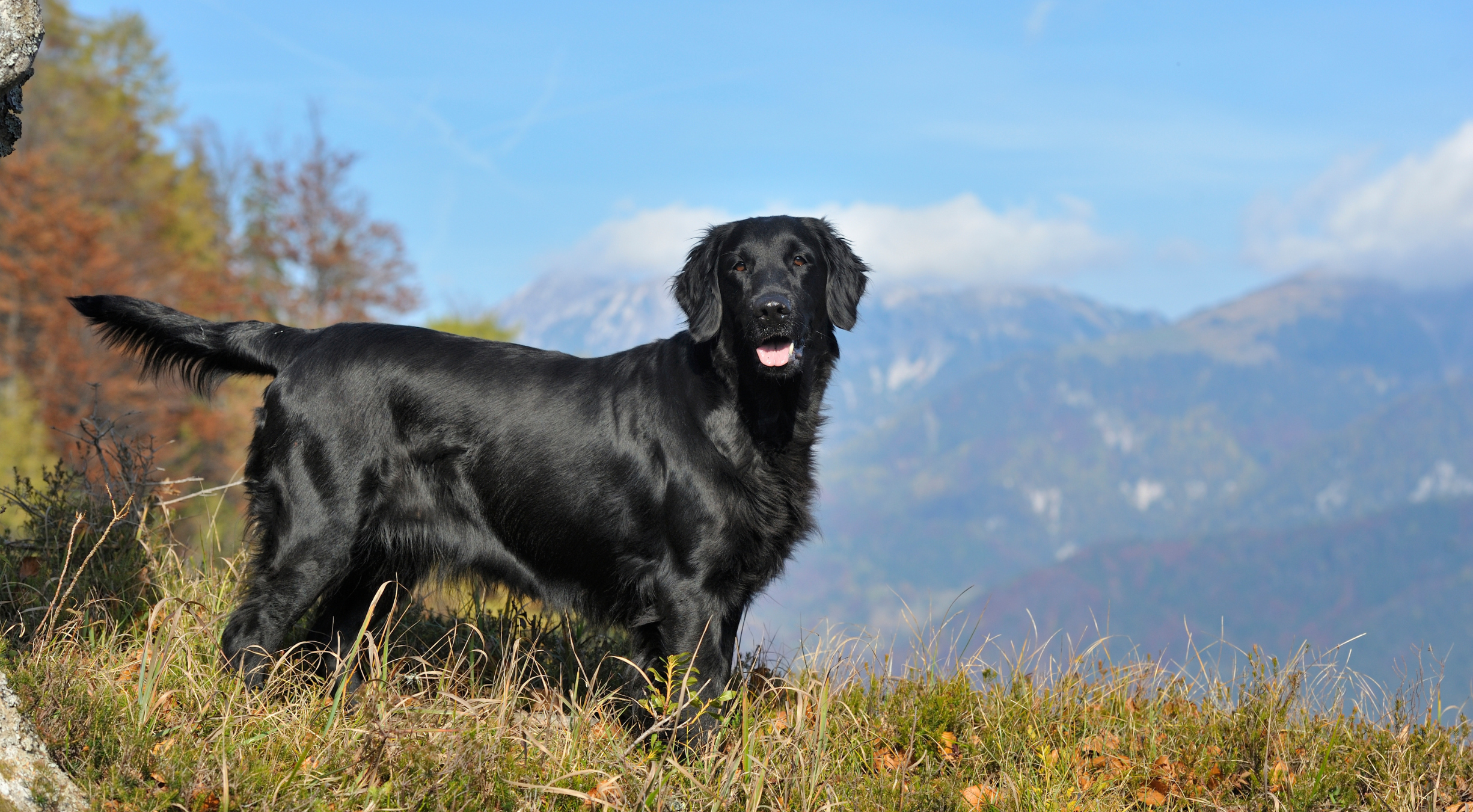 What’s the best dog food for a Flat-Coated Retriever?