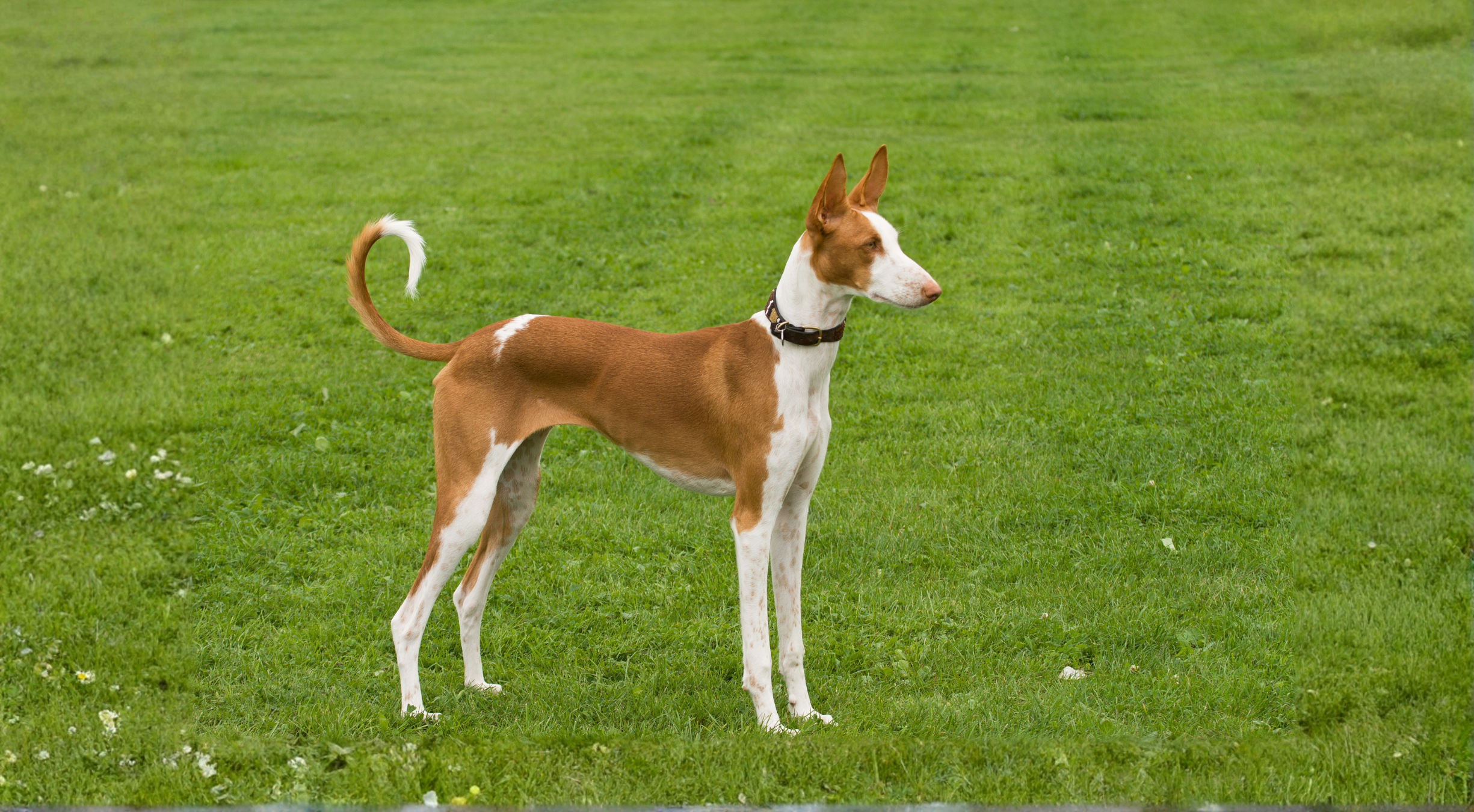 What’s the best dog food for an Ibizan Hound?