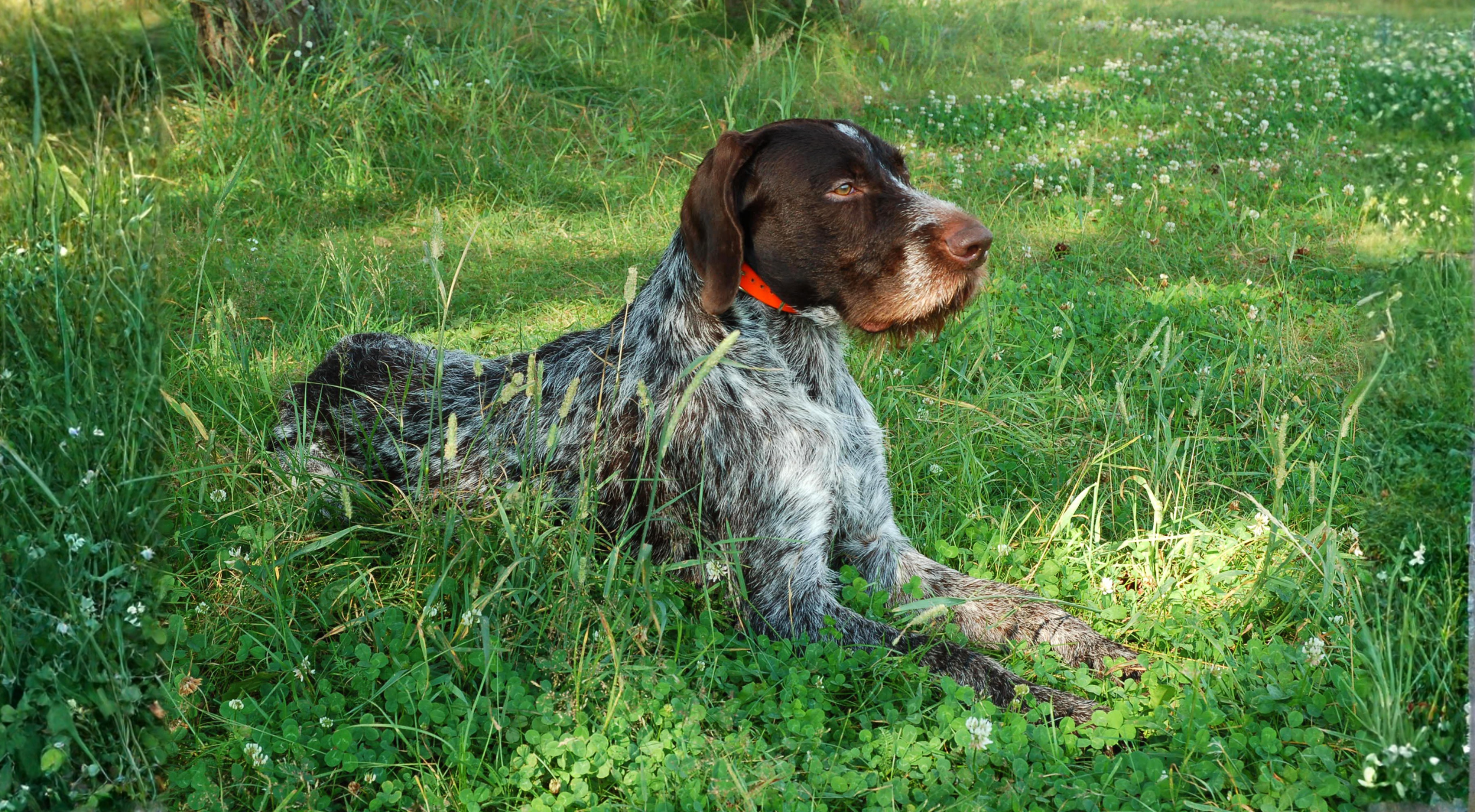 What is the best dog food for a German Wirehaired Pointer?
