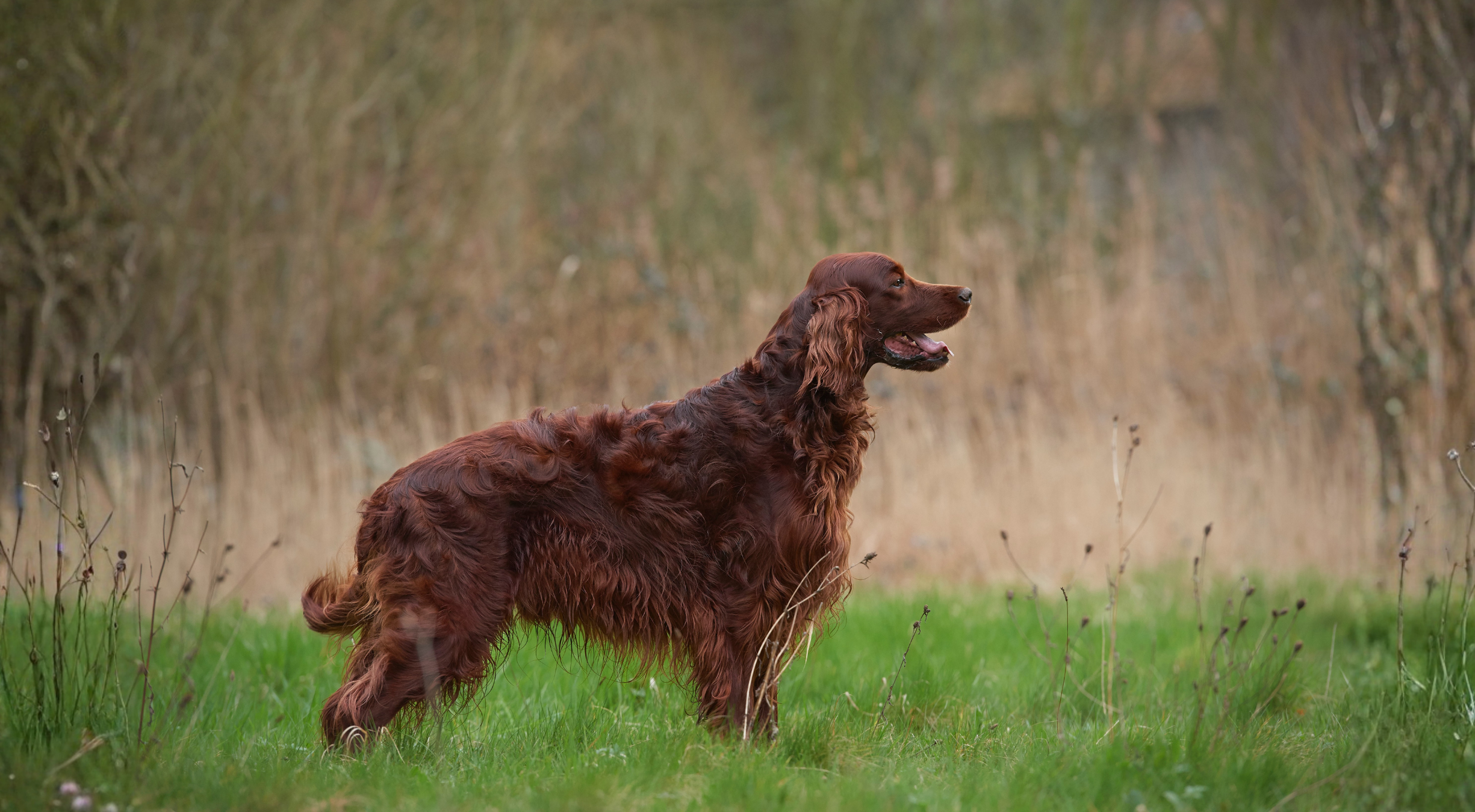 What is the best dog food for Irish Setters?