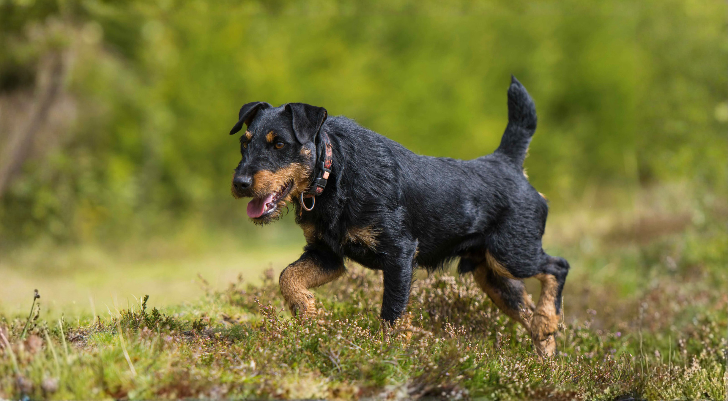What’s the best dog food for a Jagdterrier?