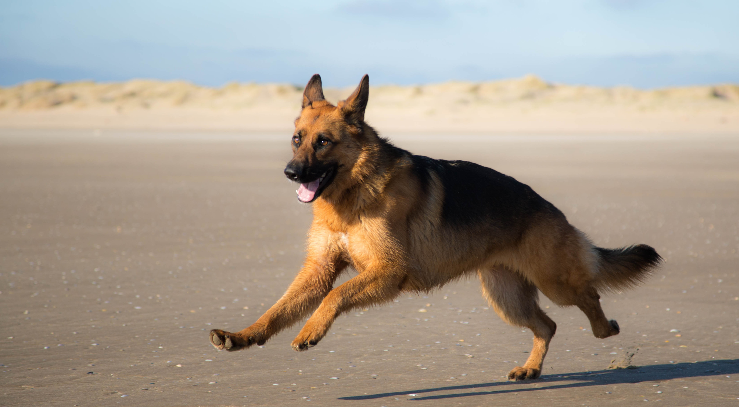 What’s the best dog food for a German Shepherd?