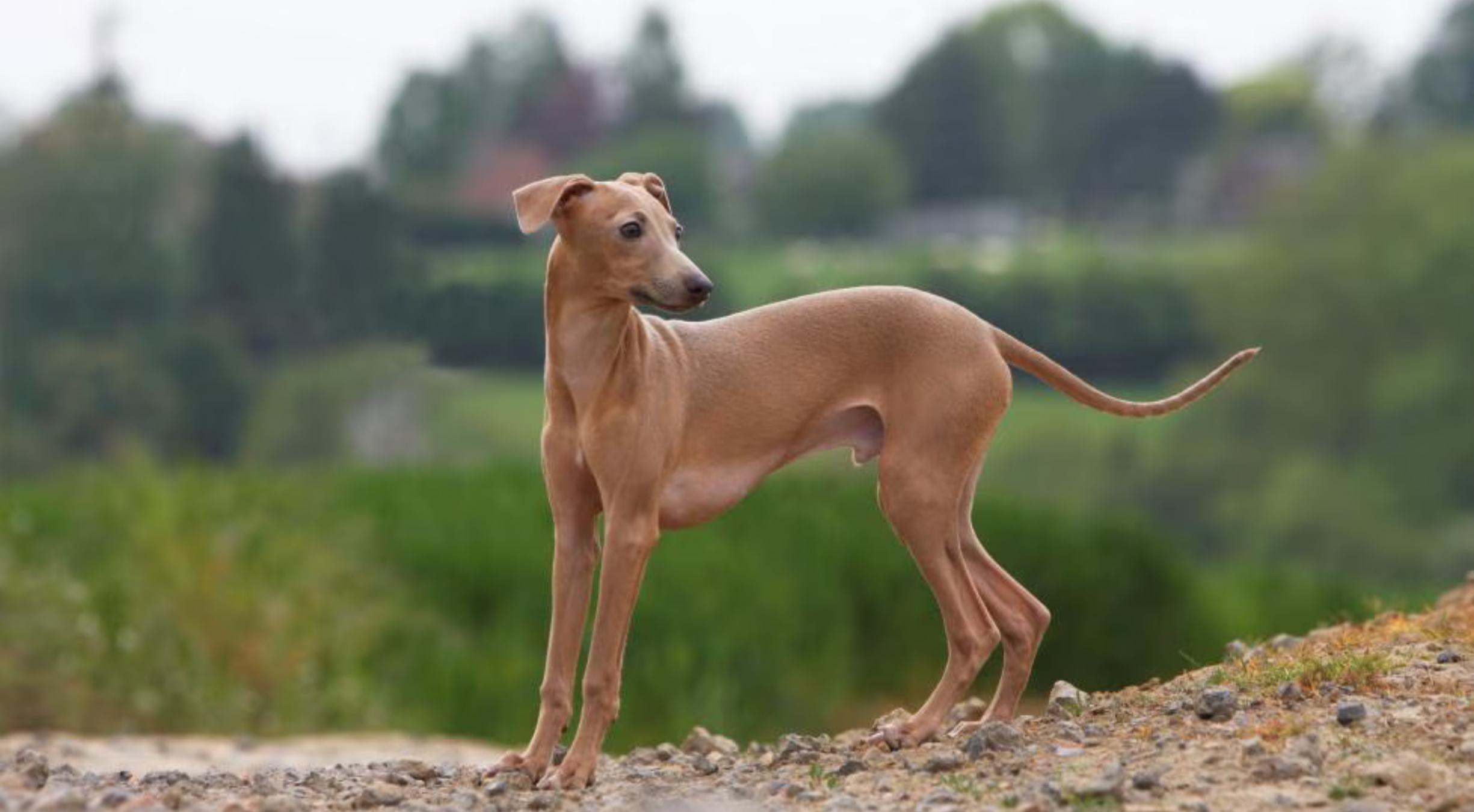 What’s the best dog food for a greyhound?