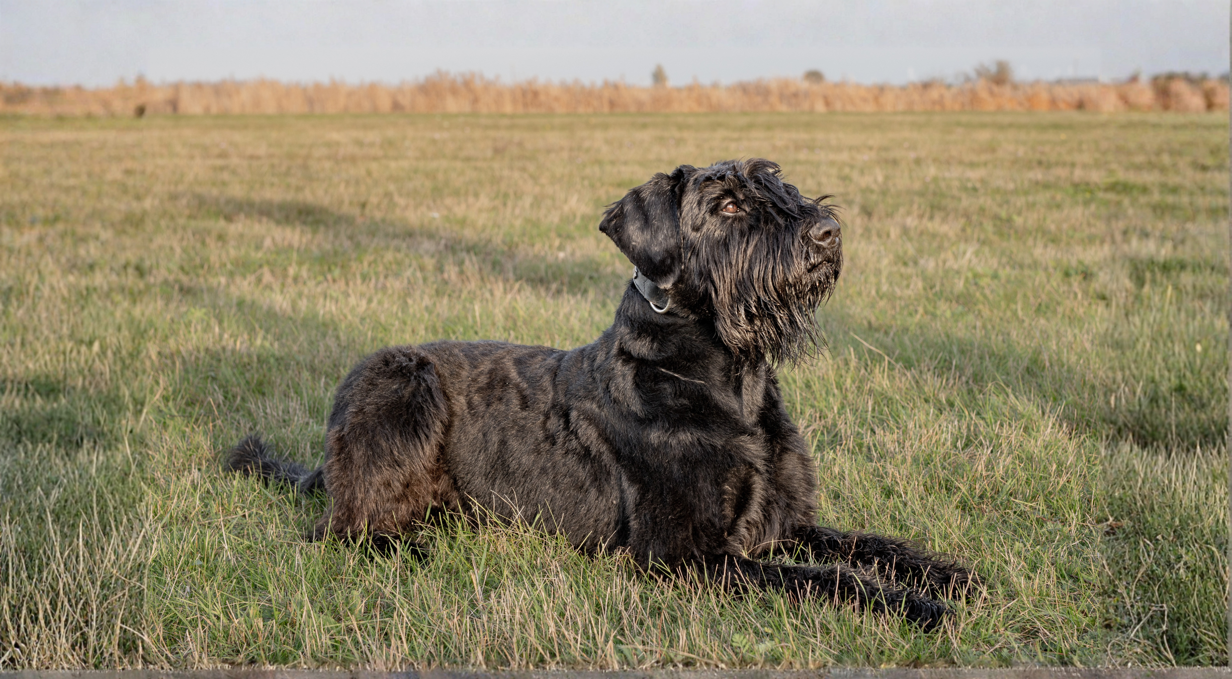 What is the best dog food for a Giant Schnauzer?