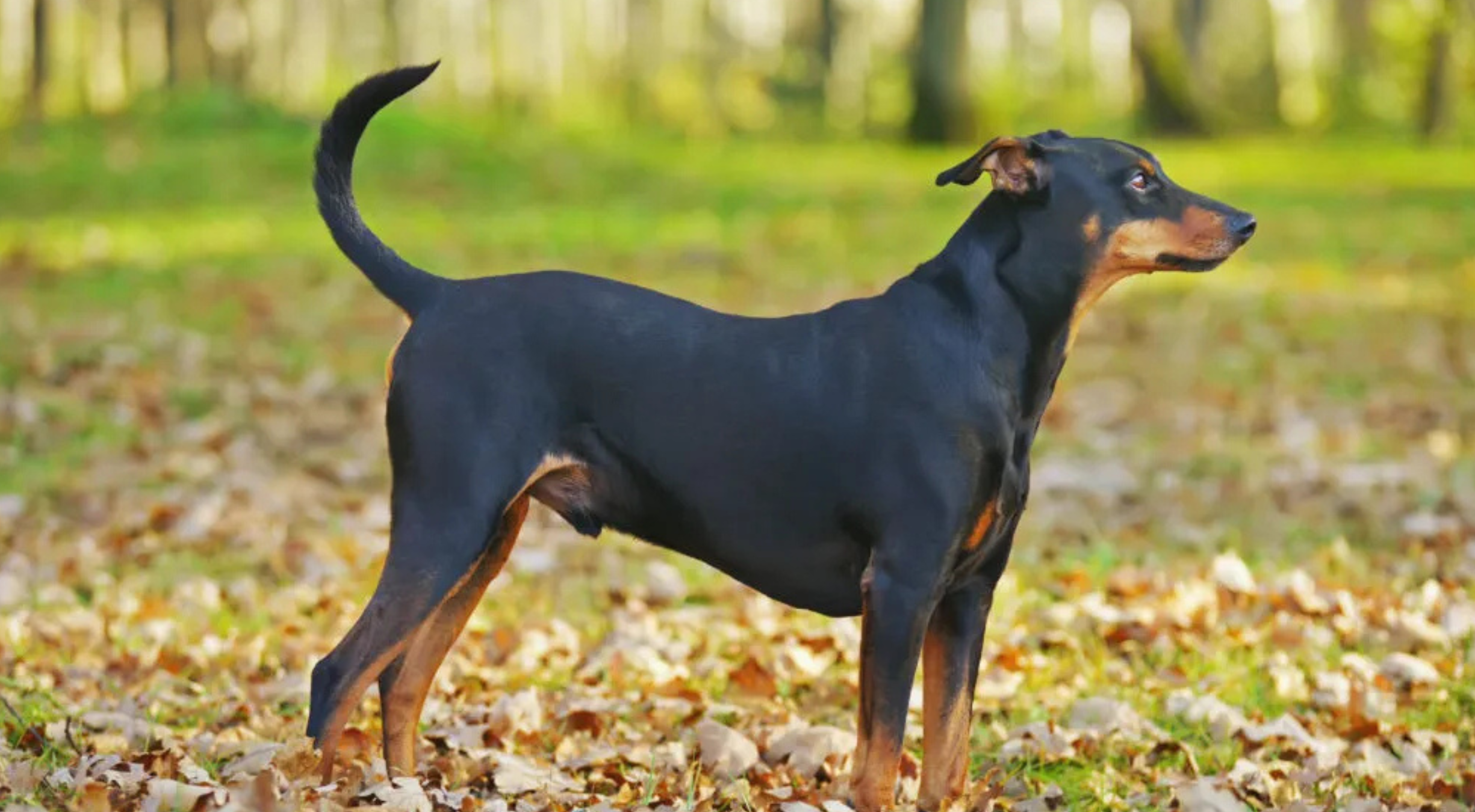 What’s the best dog food for a German Pinscher?