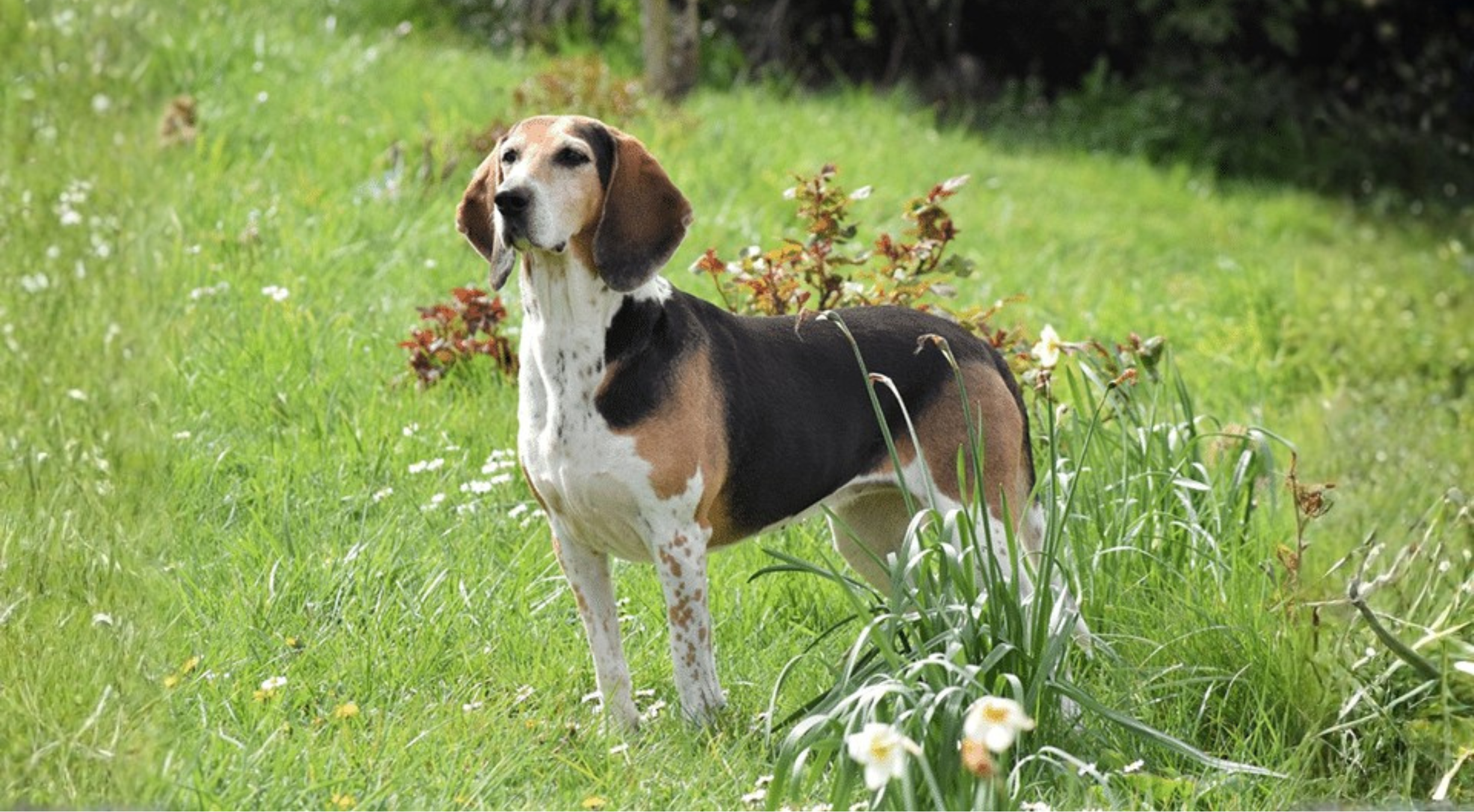 What’s the best dog food for a Harrier?