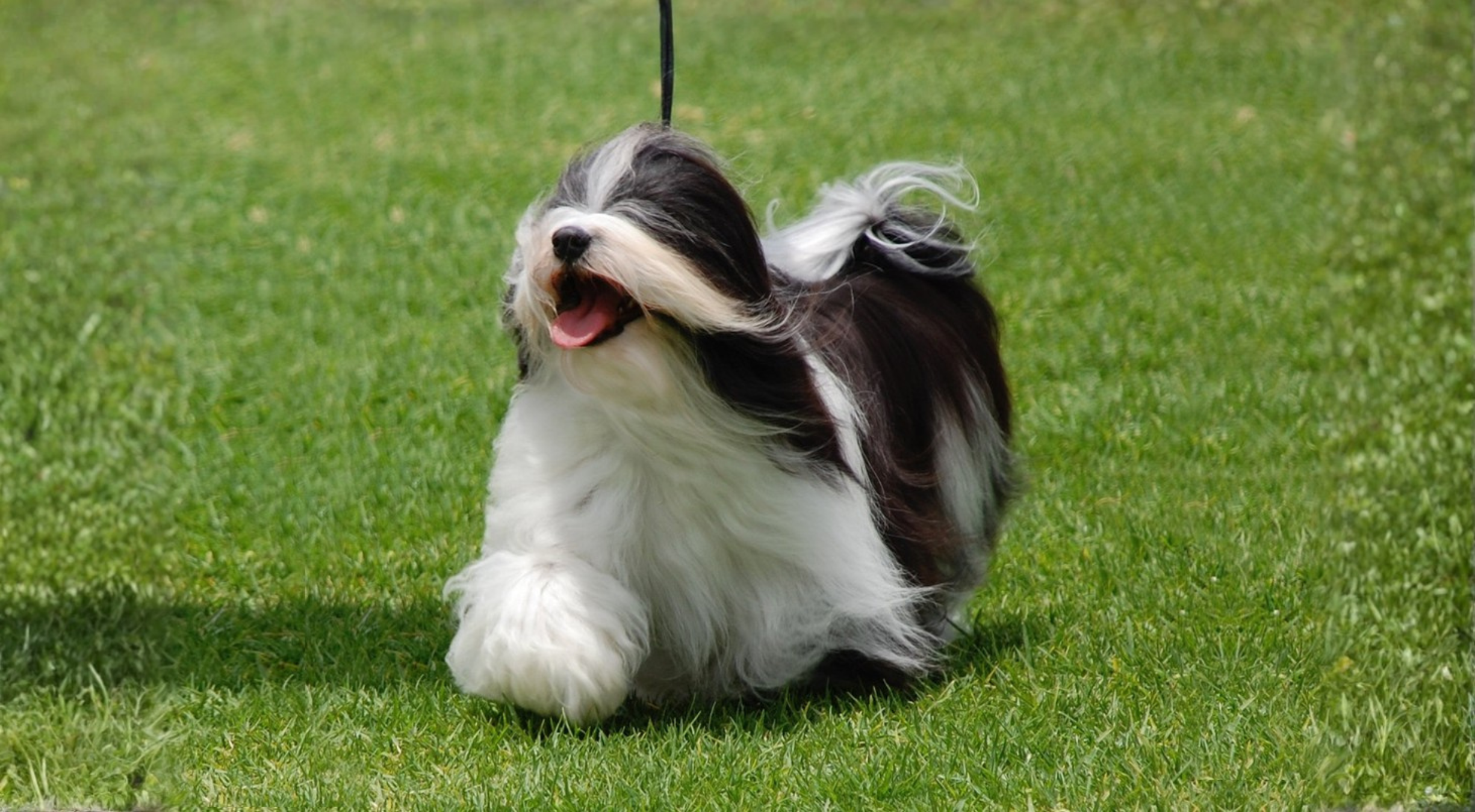 What is the best dog food for a Havanese?