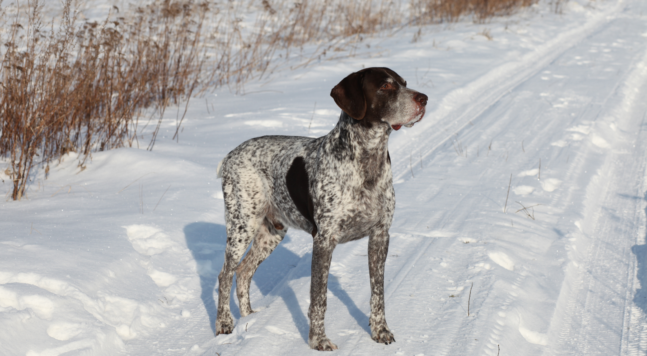 What’s the best dog food for a German Shorthaired Pointer?