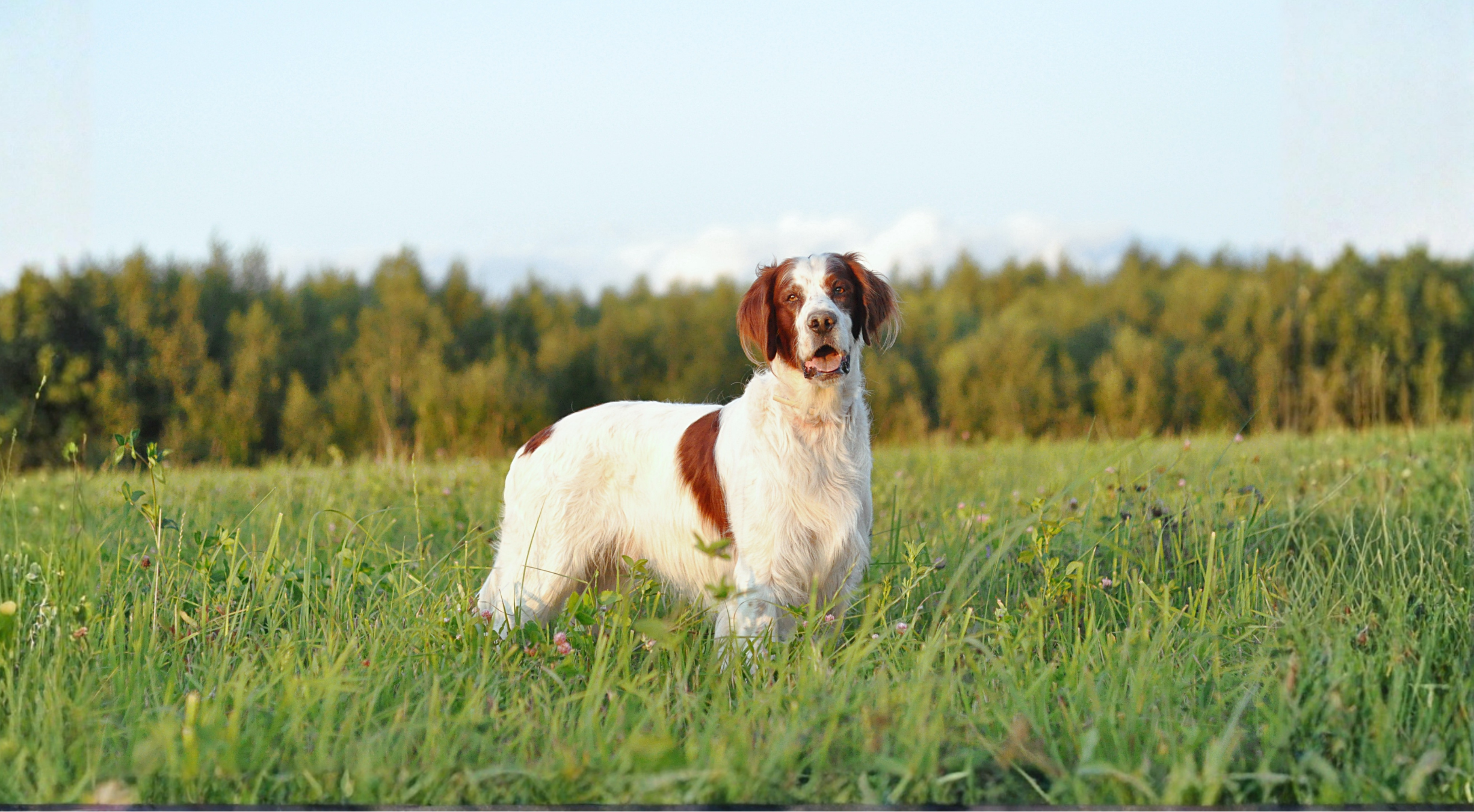 What is the best dog food for Irish Setters?