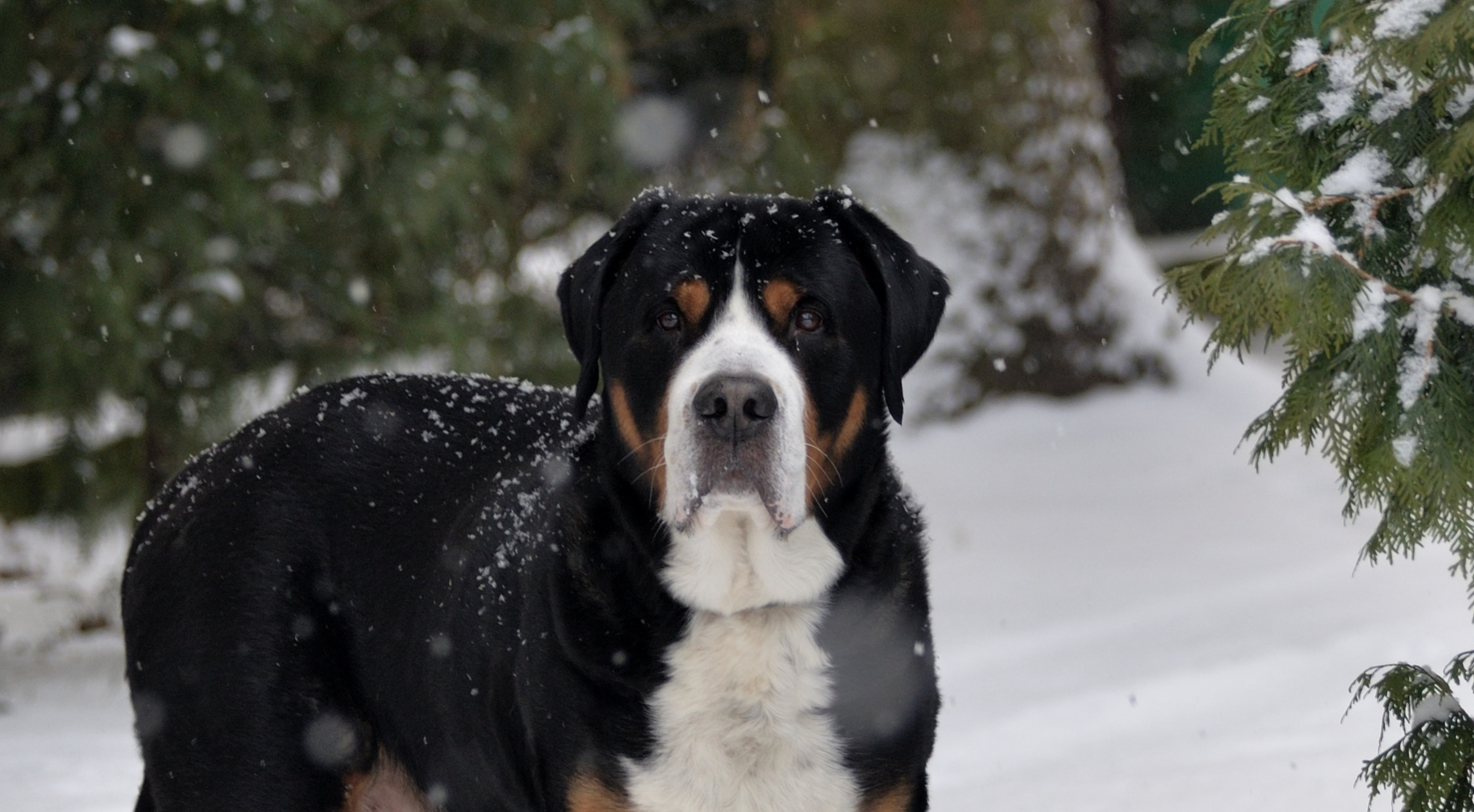 What is the best dog food for a Greater Swiss Mountain Dog?