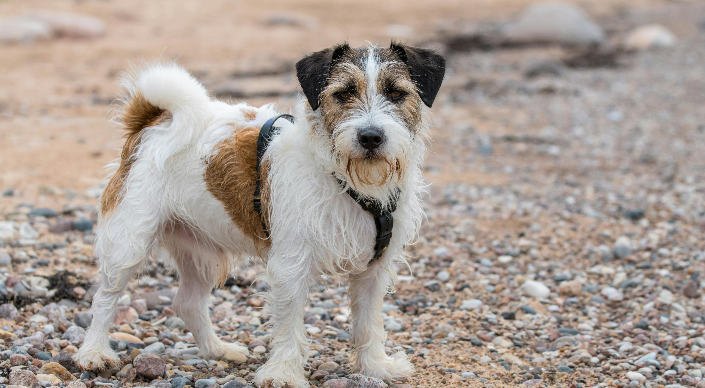 What is the best dog food for a Glen of Imaal Terrier?