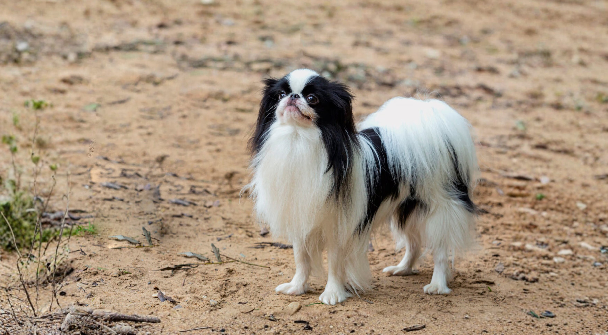 What’s the best dog food for a Japanese Chin?