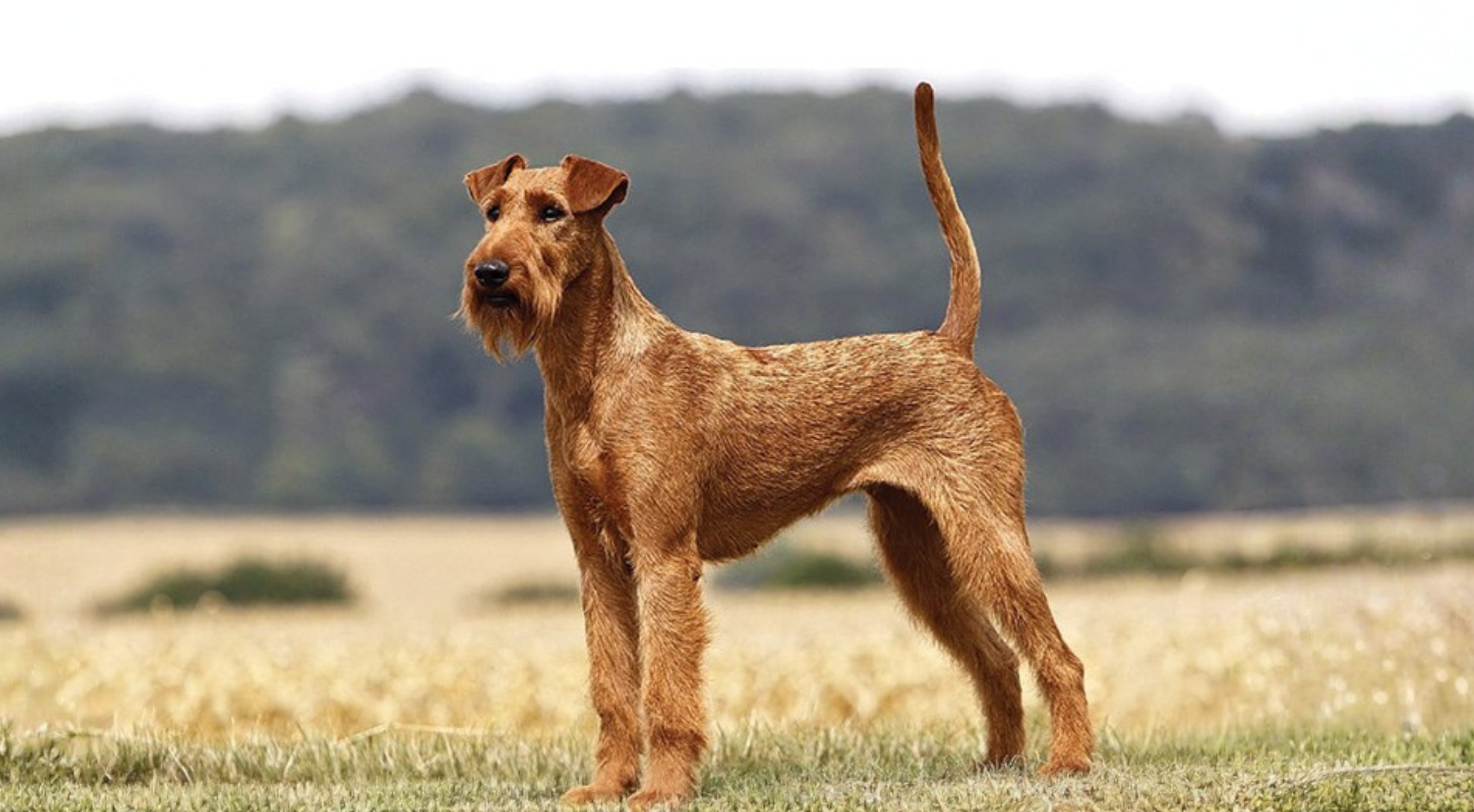 What’s the best dog food for an Irish Terrier?