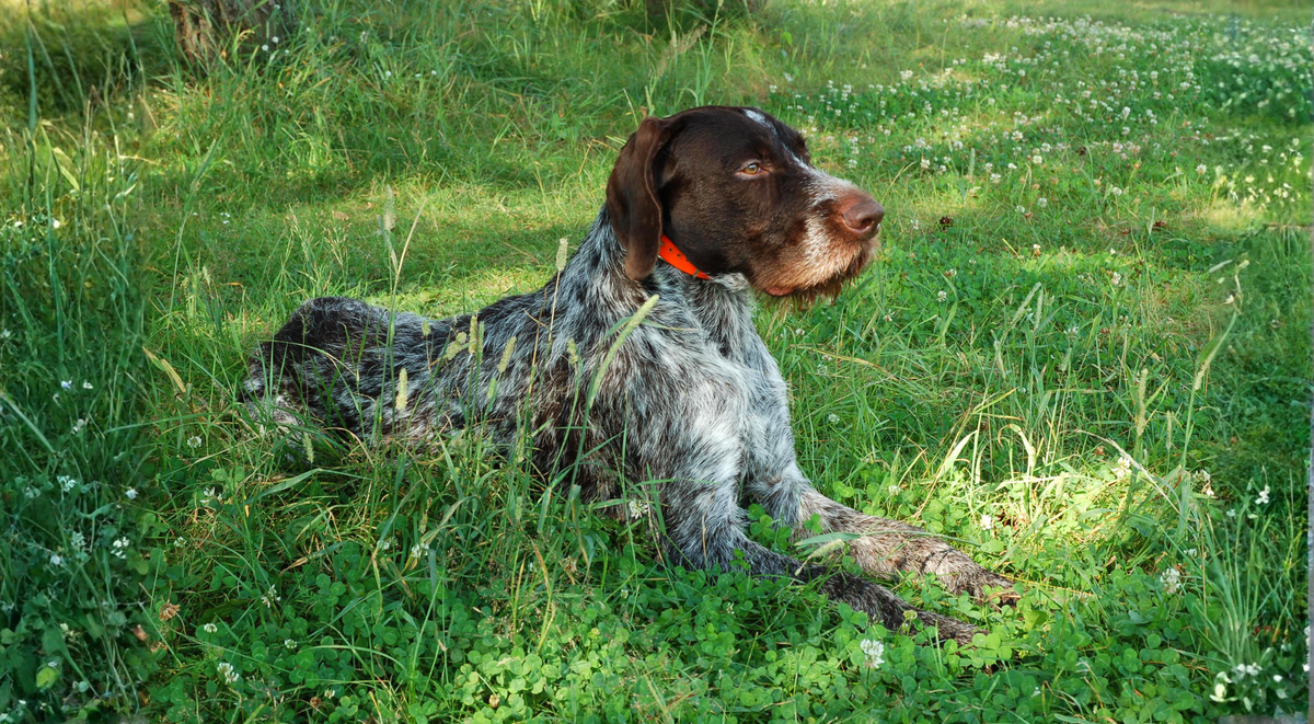 German Wirehaired Pointer