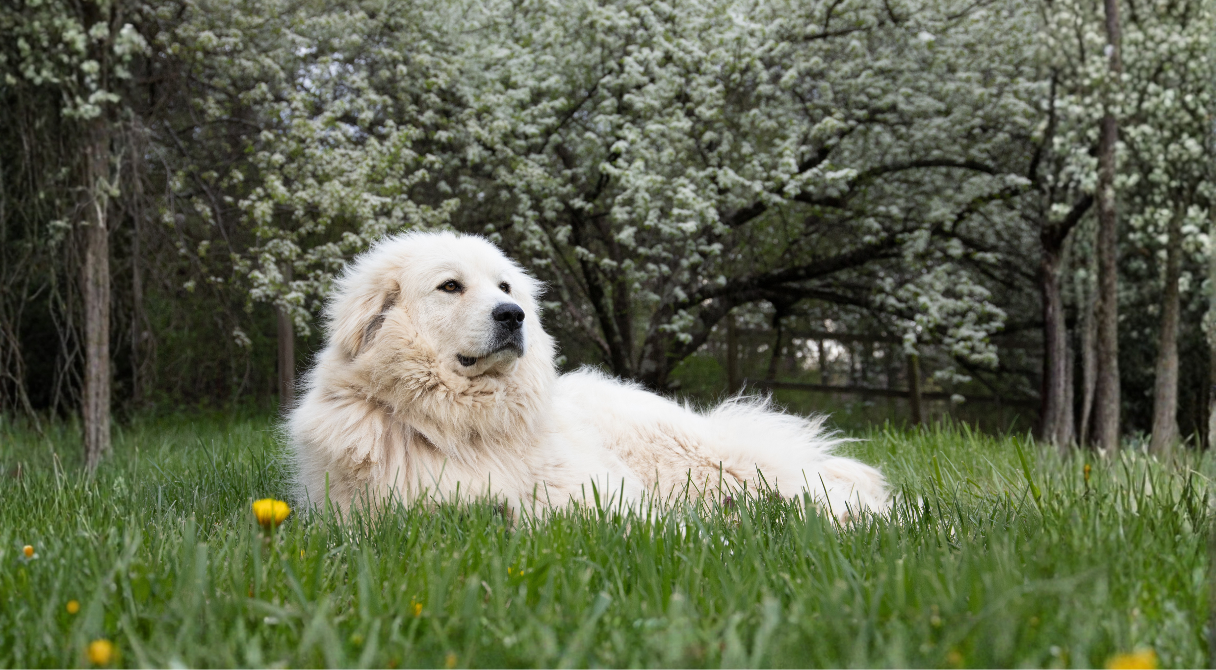Great Pyrenees dog outdoors — best dog food for Great Pyrenees