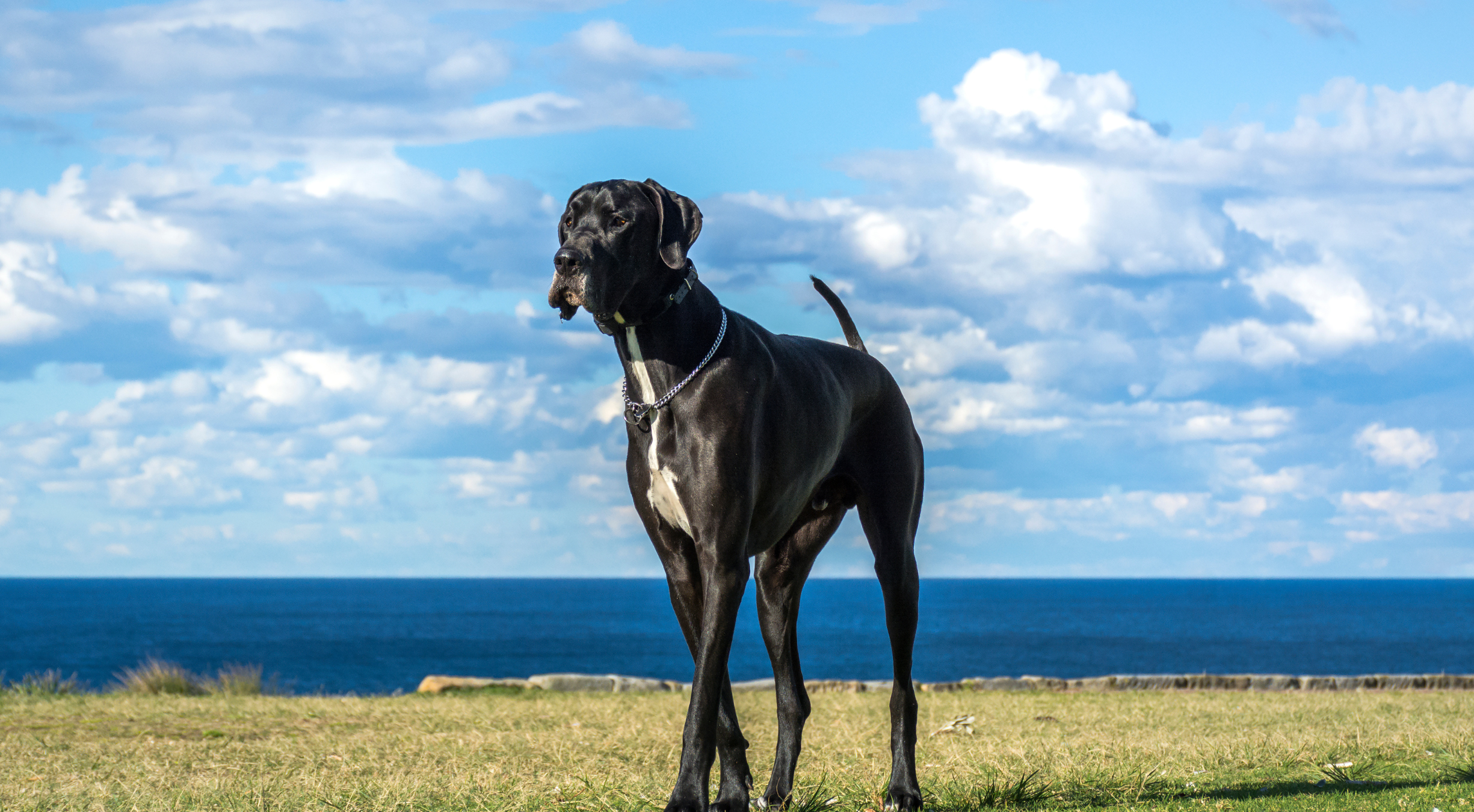 What is the best dog food for a Great Dane?