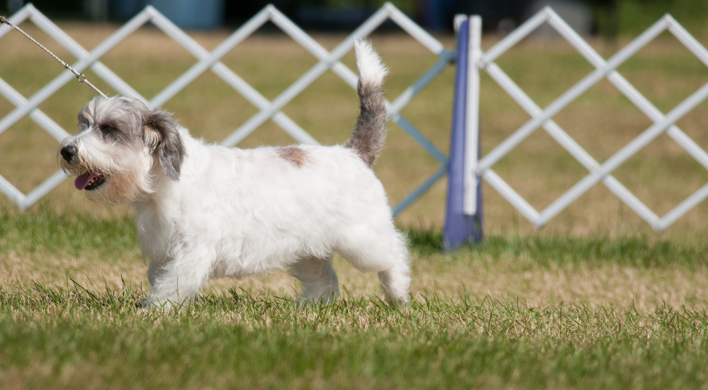 What’s the best dog food for a Grand Basset Griffon Vendéen?