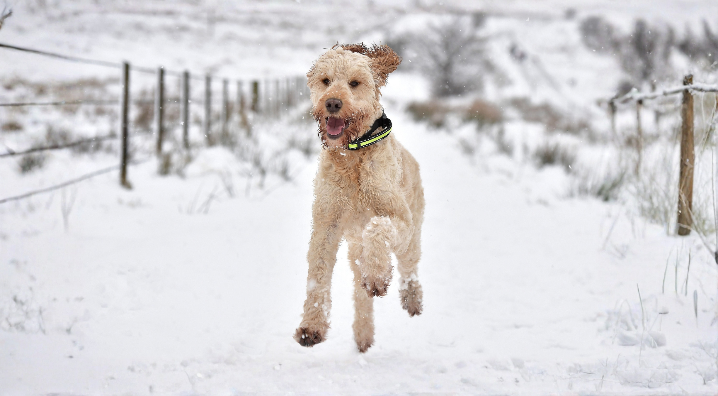 What’s the best dog food for an Irish Doodle?