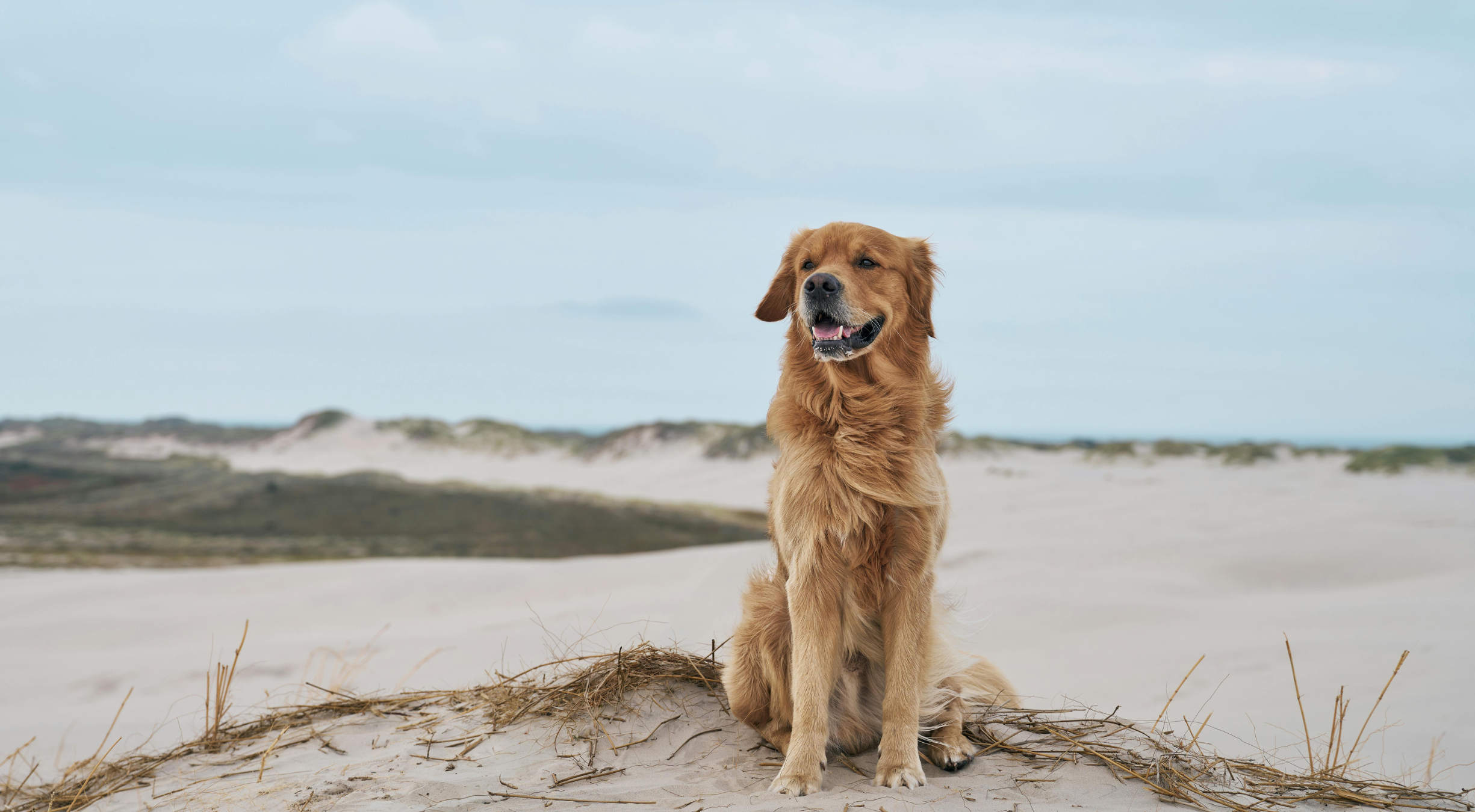 What’s the best dog food for a Golden Retriever?