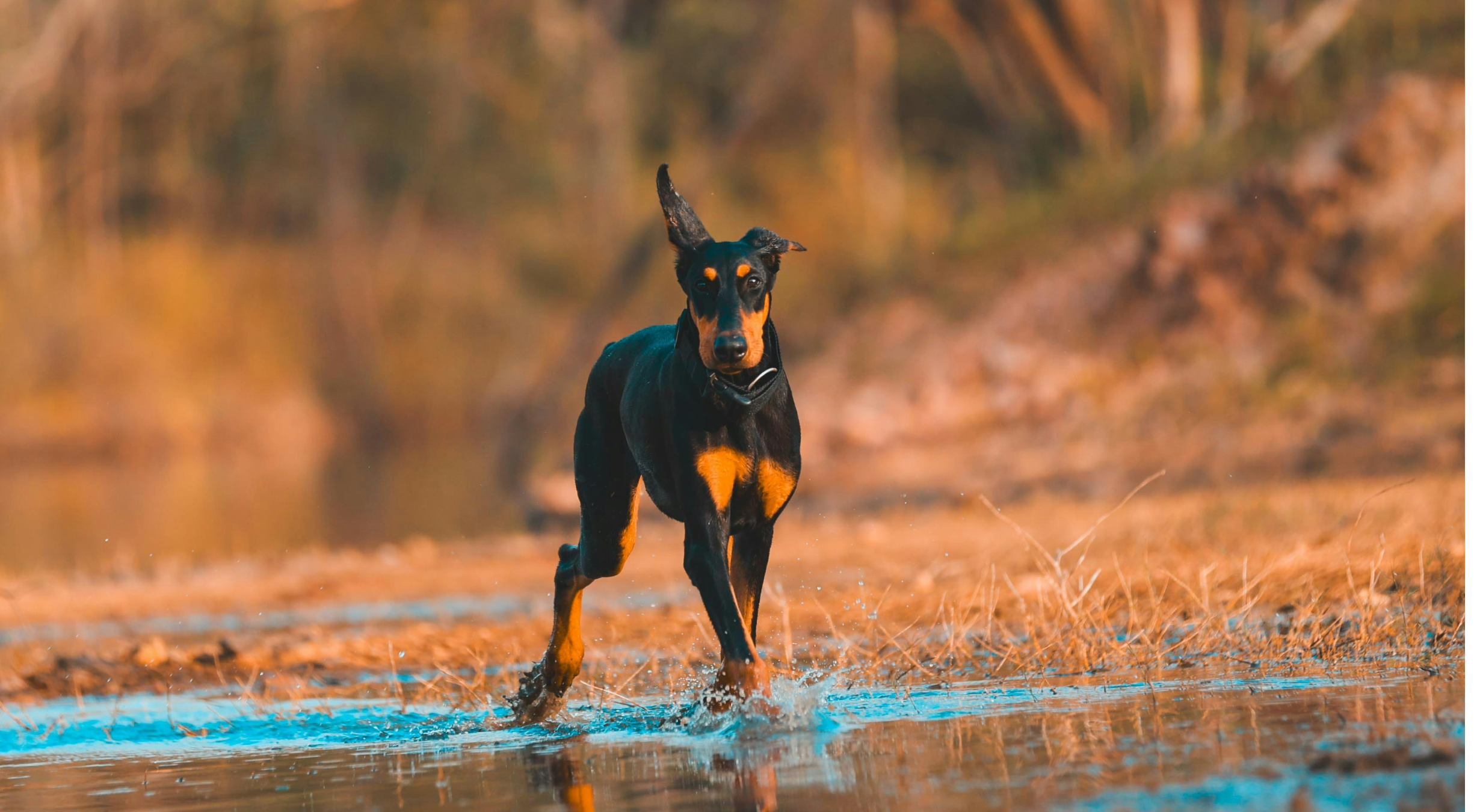 What’s the best dog food for a Goberian?