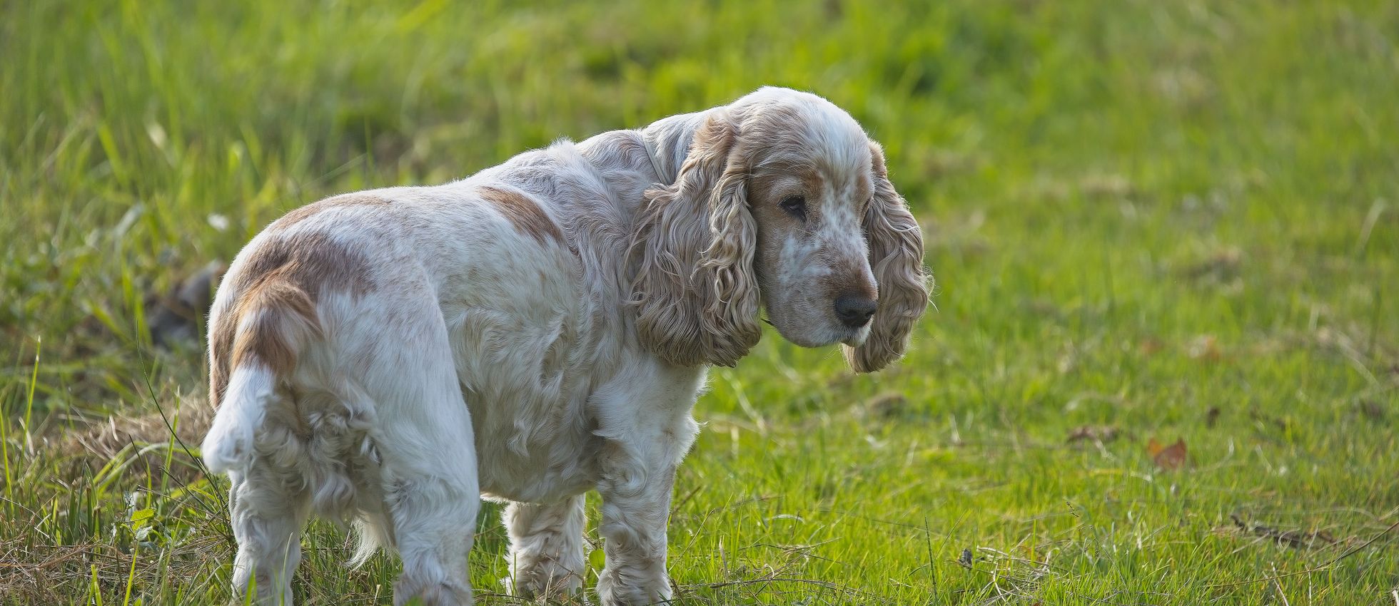 English Cocker Spaniel enjoying a sunny day in a grassy field — best dog food for an English Cocker Spaniel with a sensitive stomach