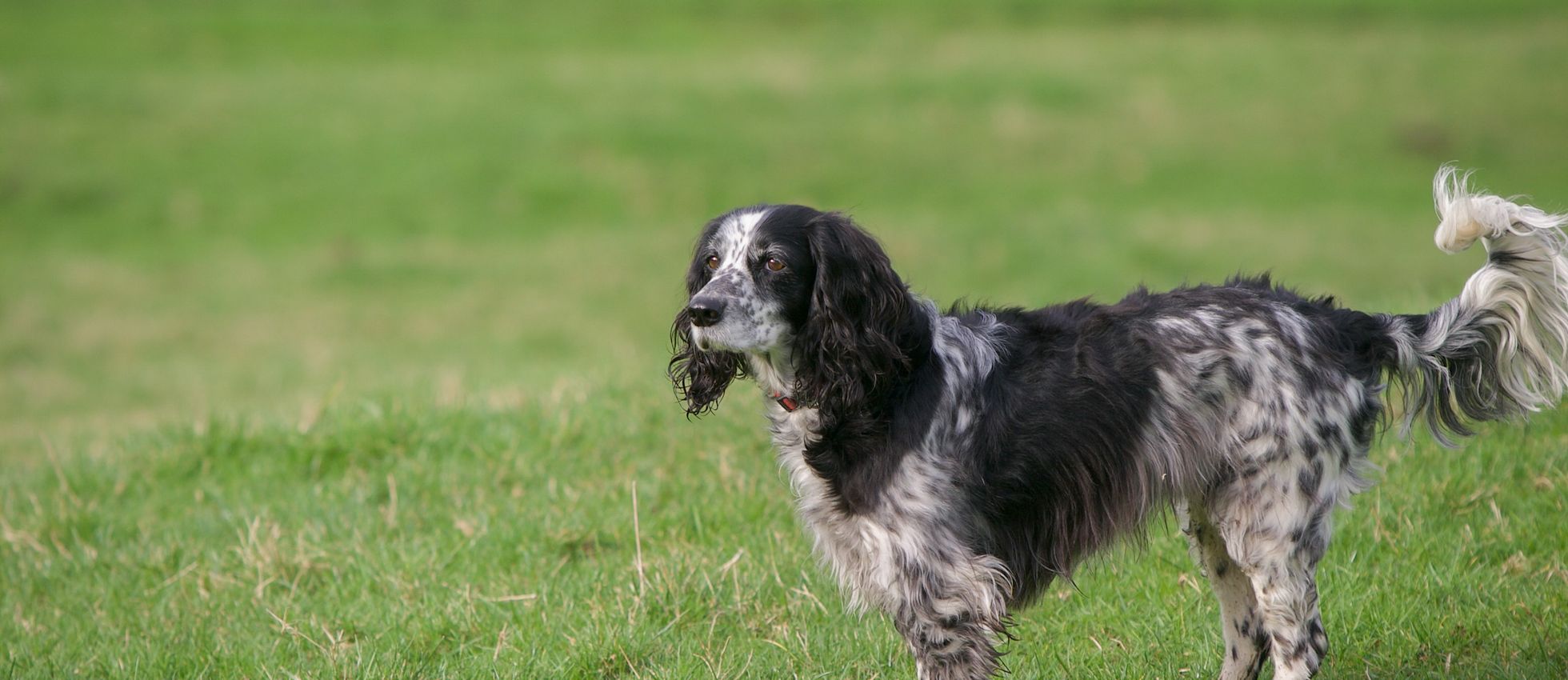 English Setter standing in a vibrant green field — best dog food for English Setters