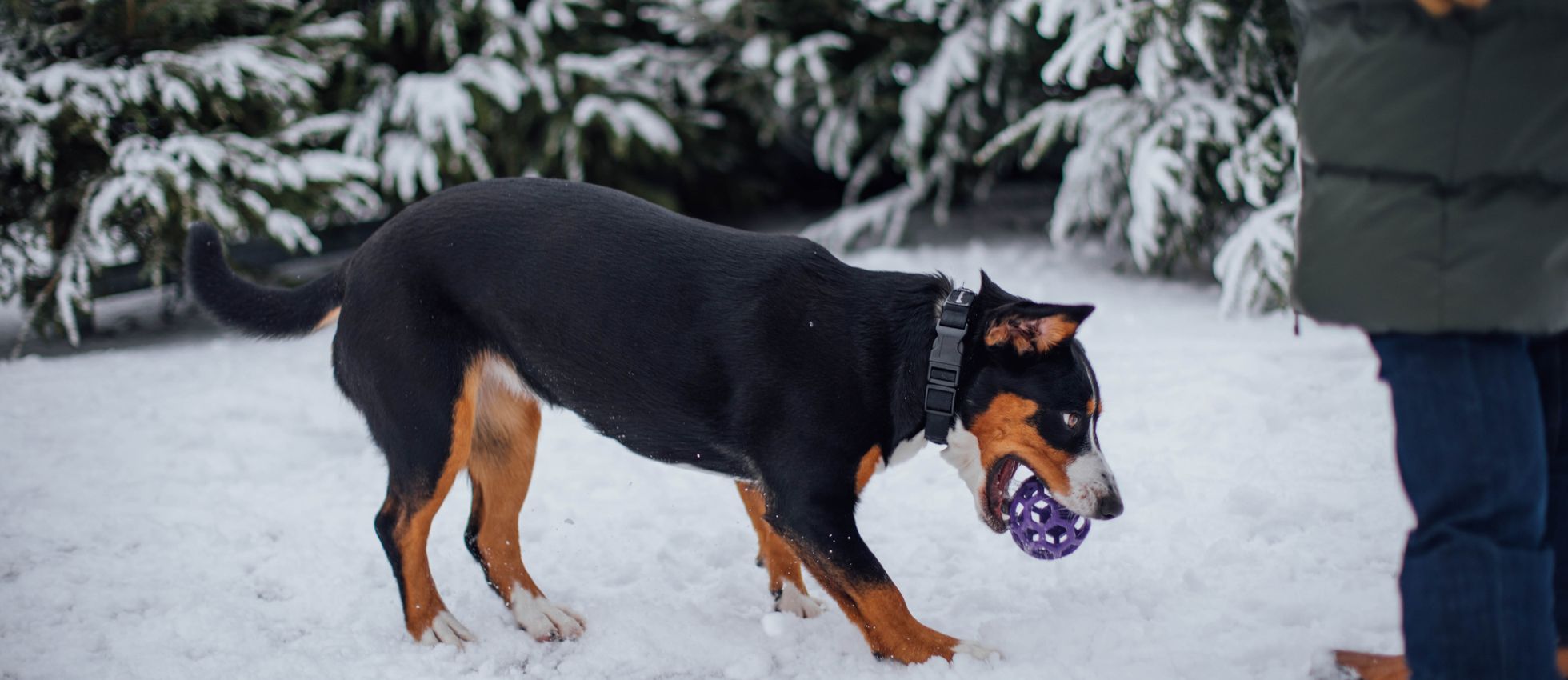 Entlebucher Mountain Dog playing outdoors in the snow — best dog food for Entlebucher Mountain Dogs