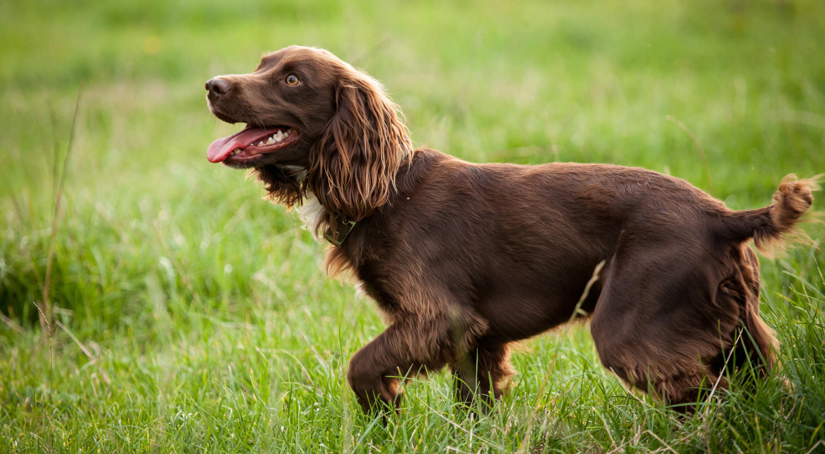 What is the best dog food for a Field Spaniel?