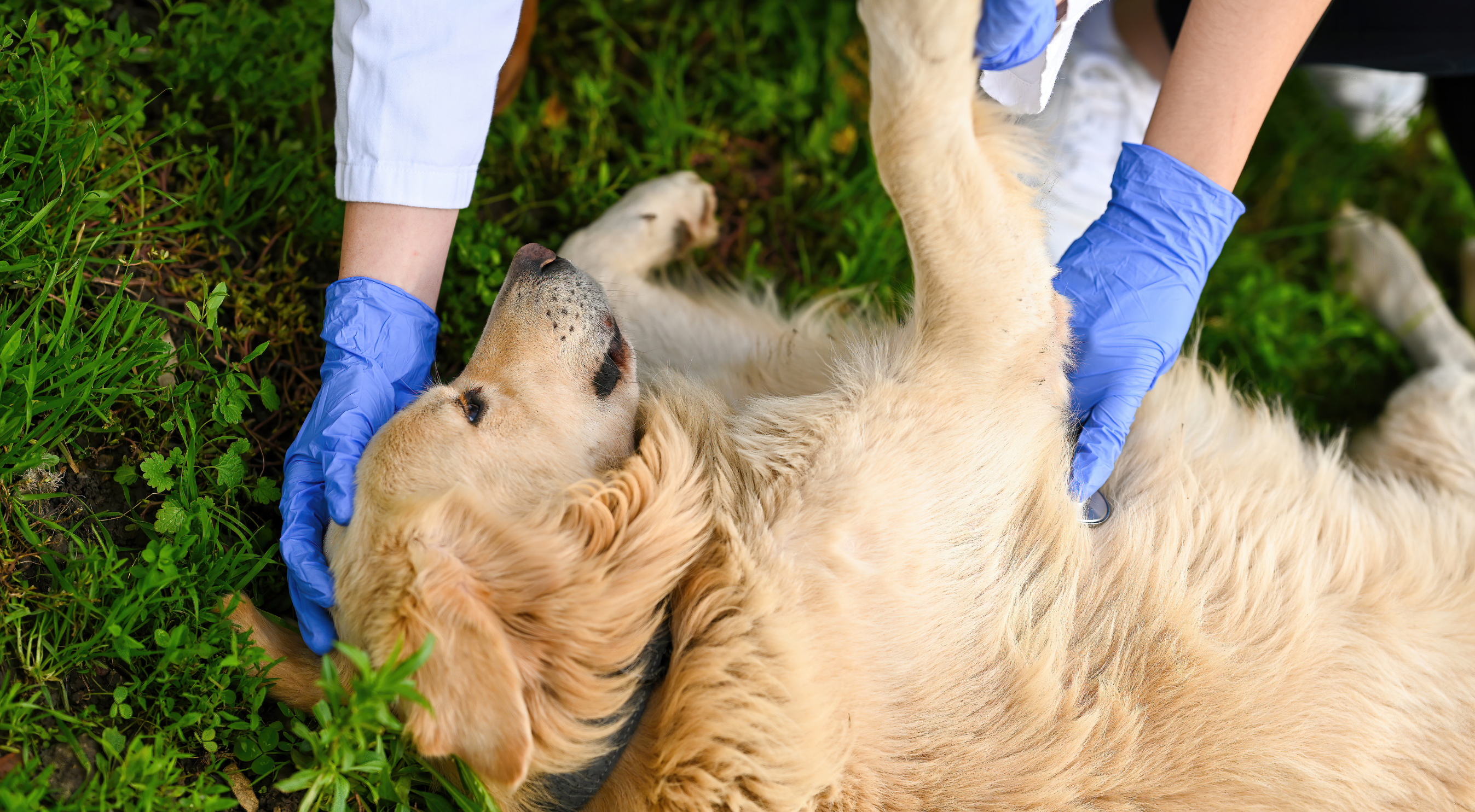 Dog First Aid: The Essentials Every Pet Owner Should Know