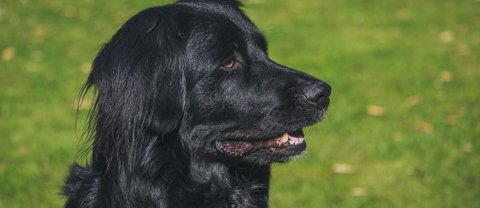 Black retriever dog standing on a vibrant green lawn — best dog food for Flat-Coated Retrievers