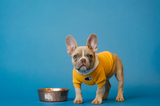 How Much Food Should I Feed My Puppy: Age-Appropriate Portions Explained