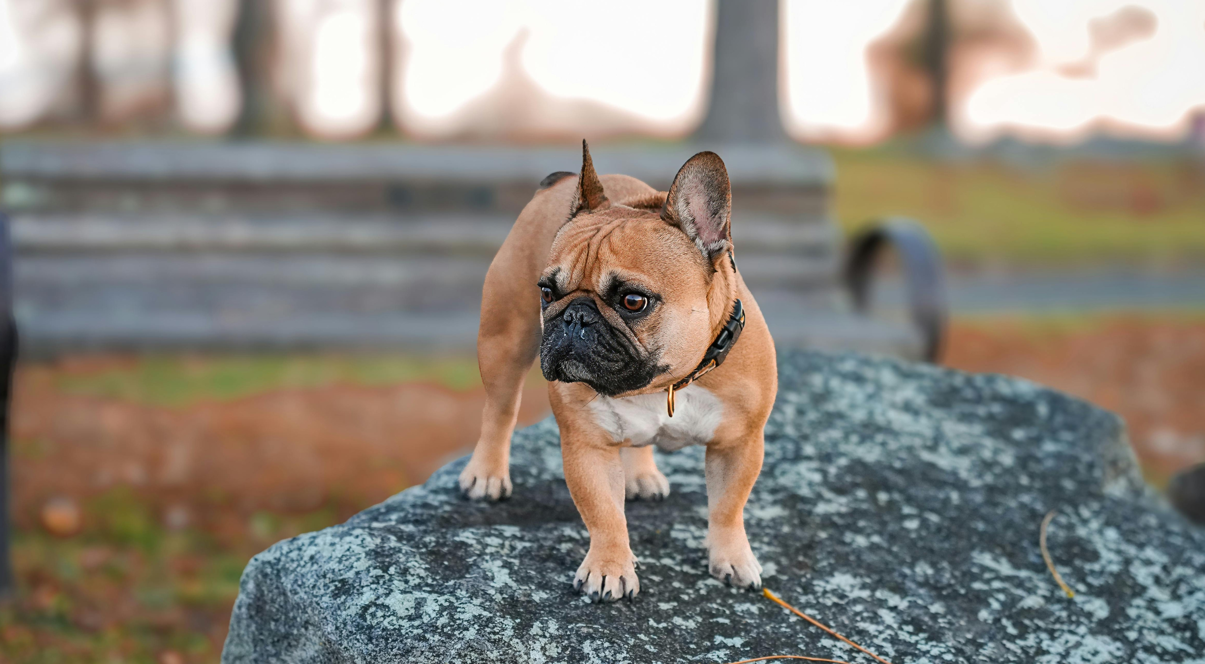 French Bulldog dog outdoors — best dog food for French Bulldogs