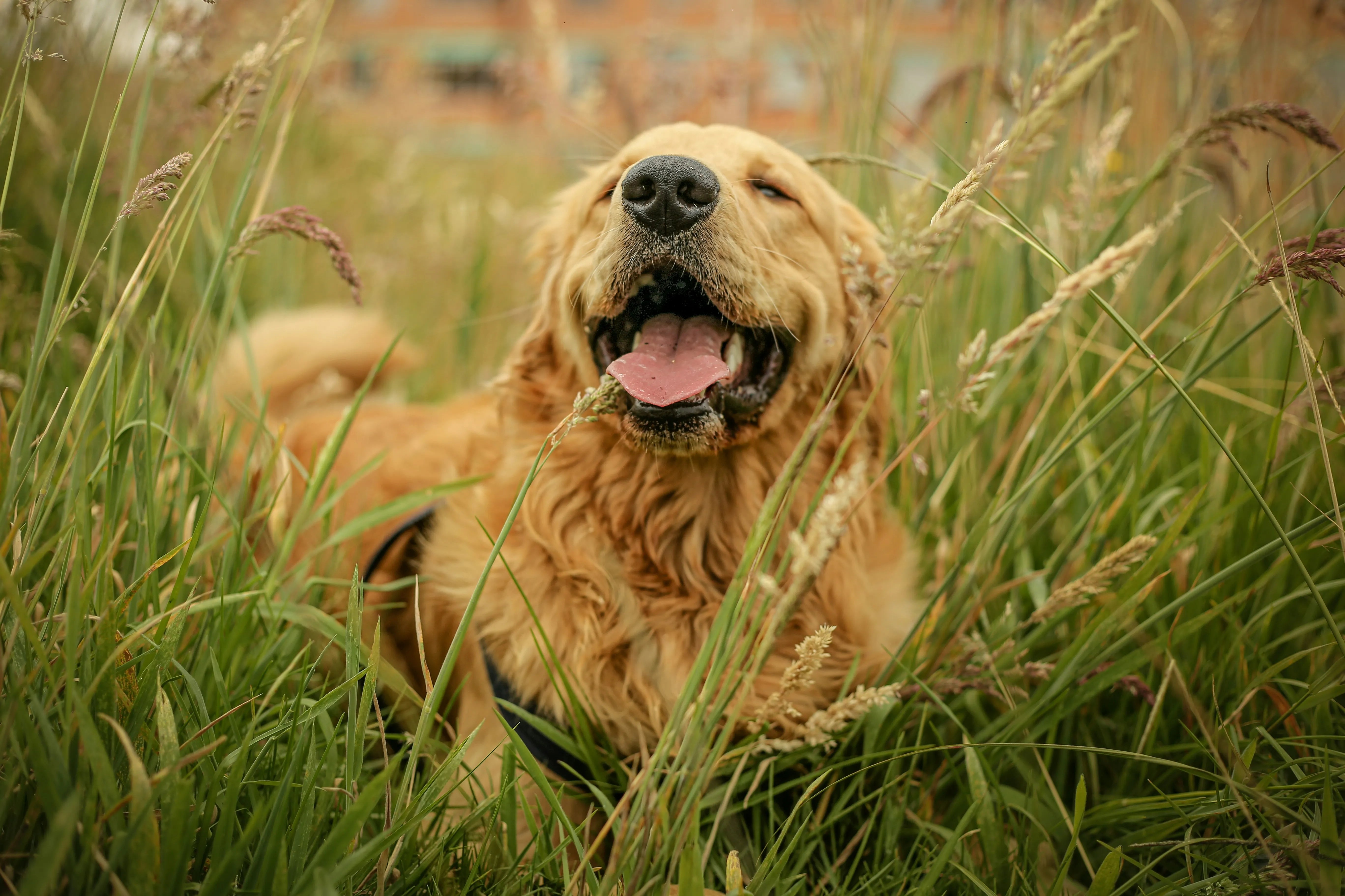 Why Do Dogs Foam At The Mouth: Understanding Canine Oral Health