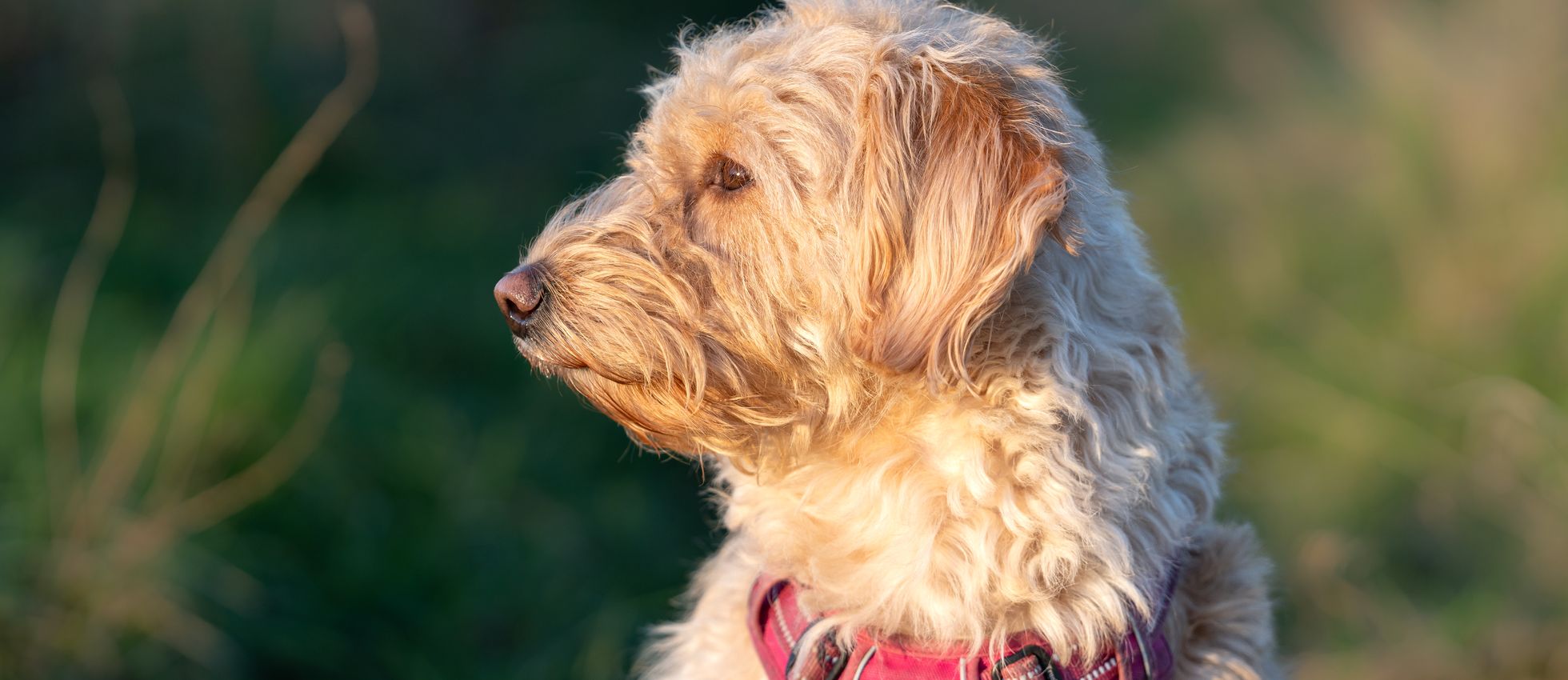 Goldendoodle
