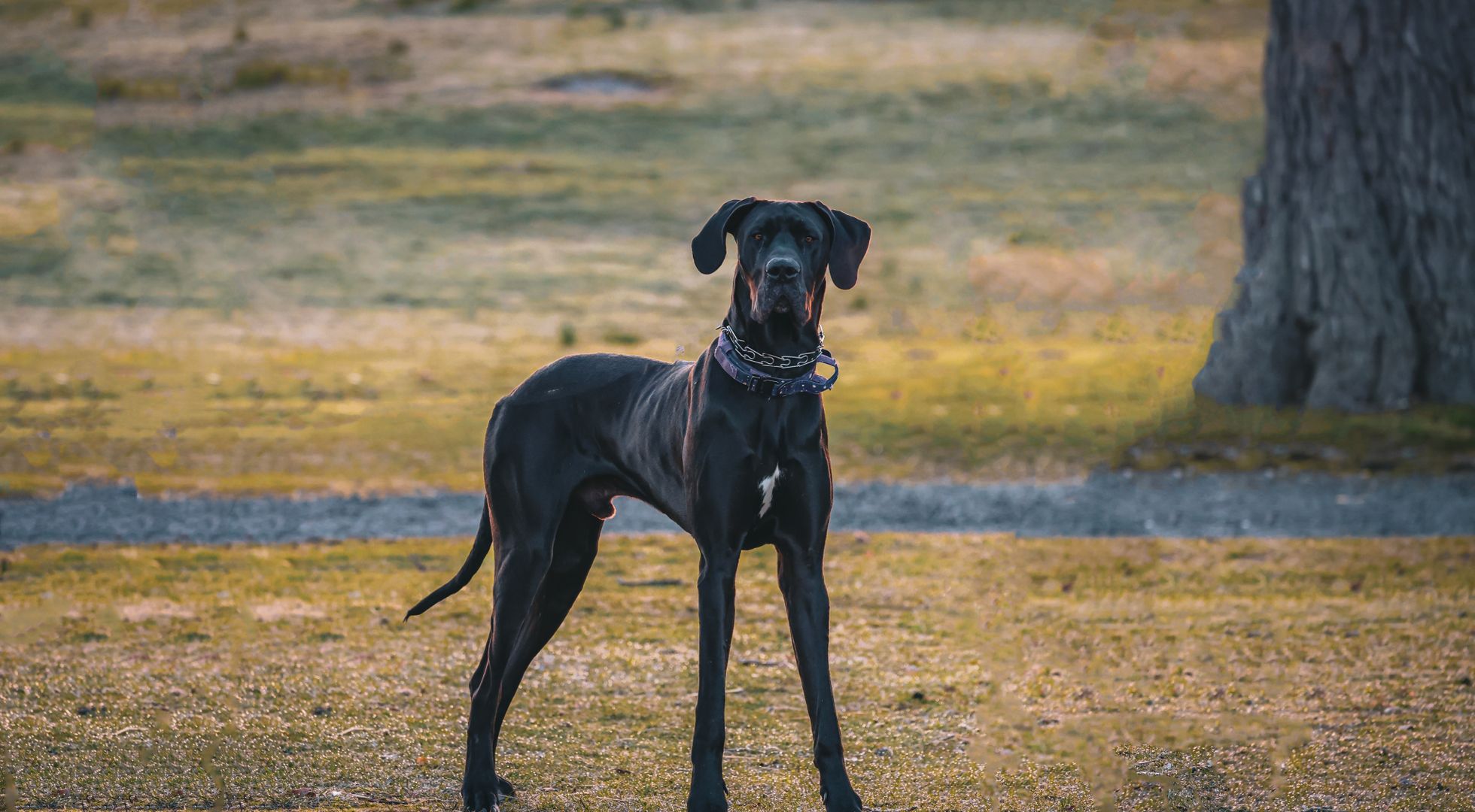 Great Dane dog standing in an autumn field — best dog food for Great Danes