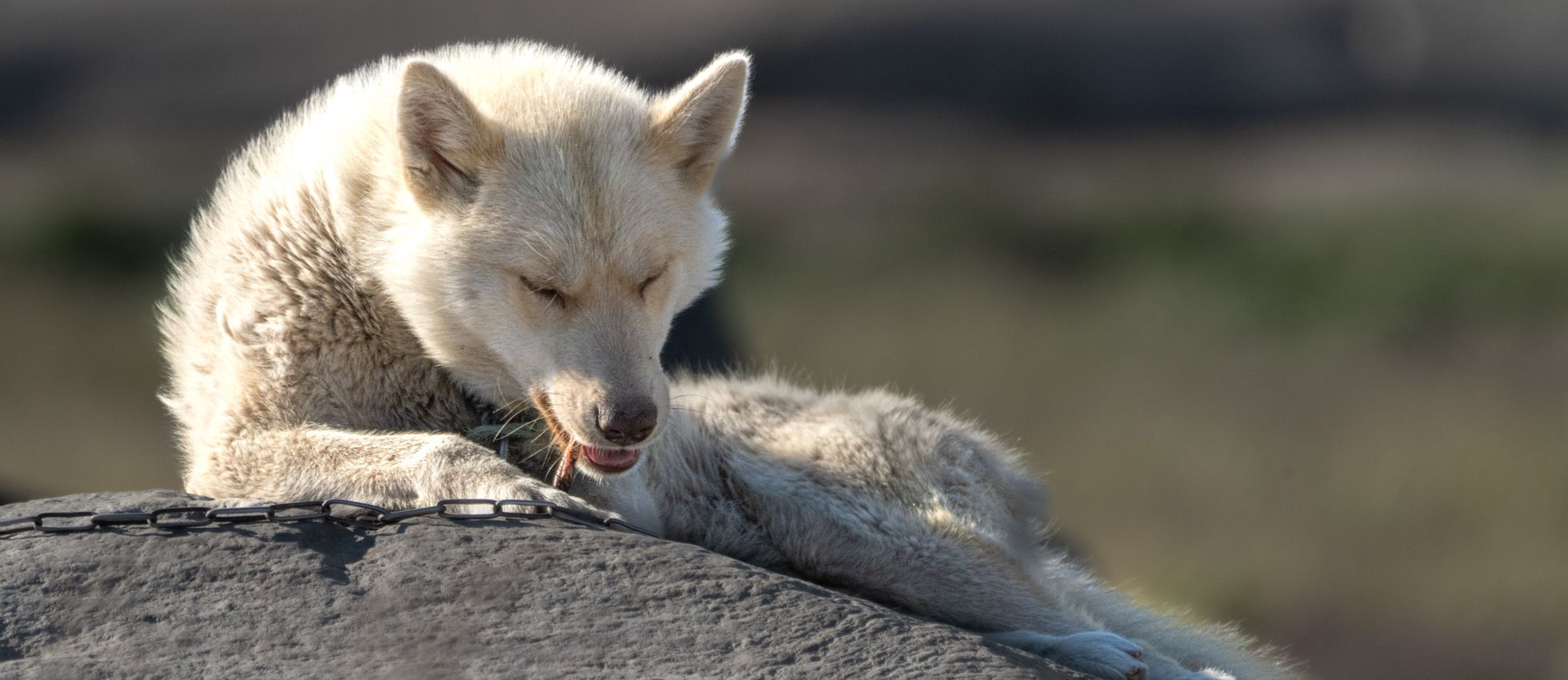 Greenland Dog relaxing on a rock in sunlight — best dog food for Greenland Dogs