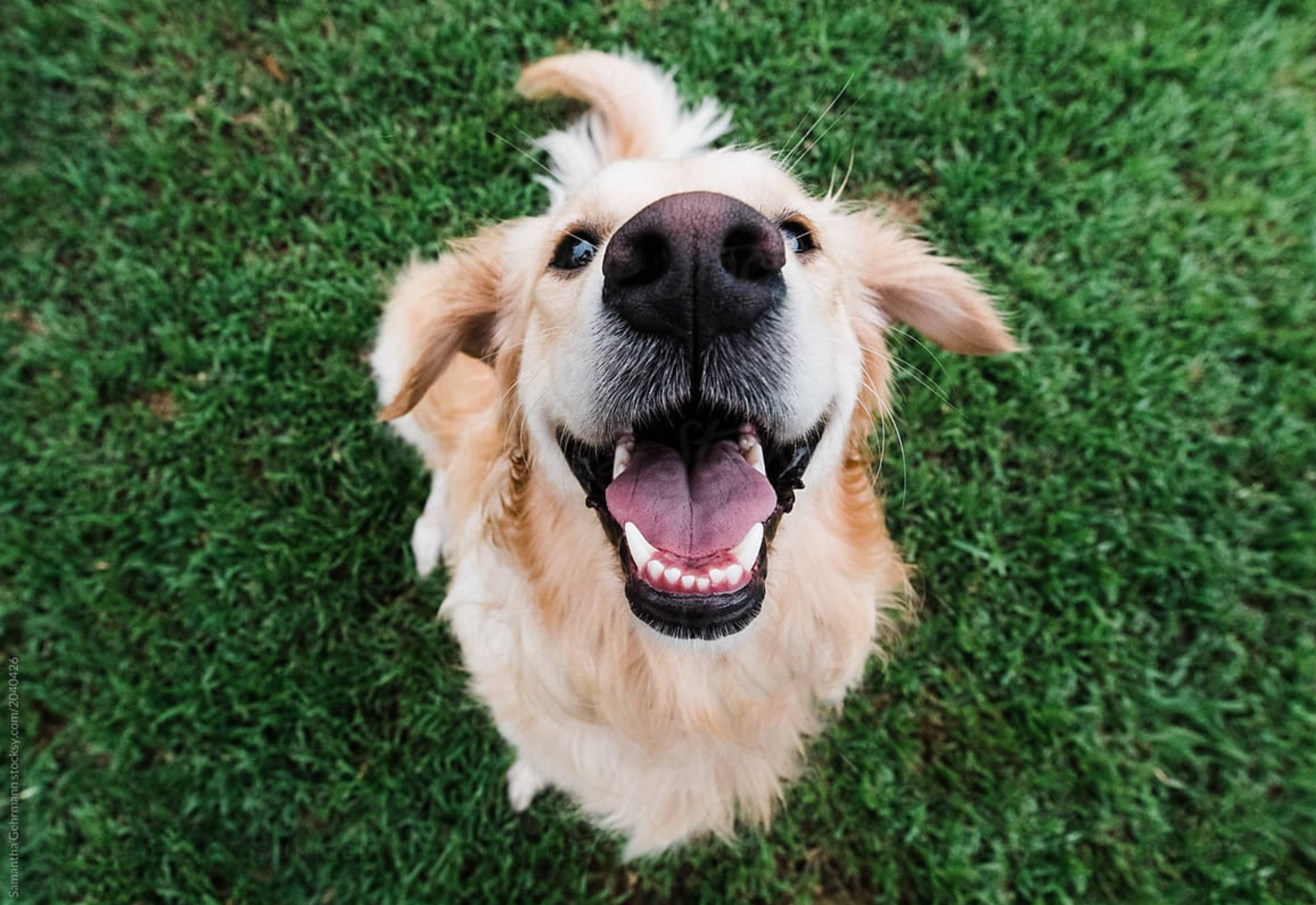5 Ways to Spark Joy in Your Dog's Life