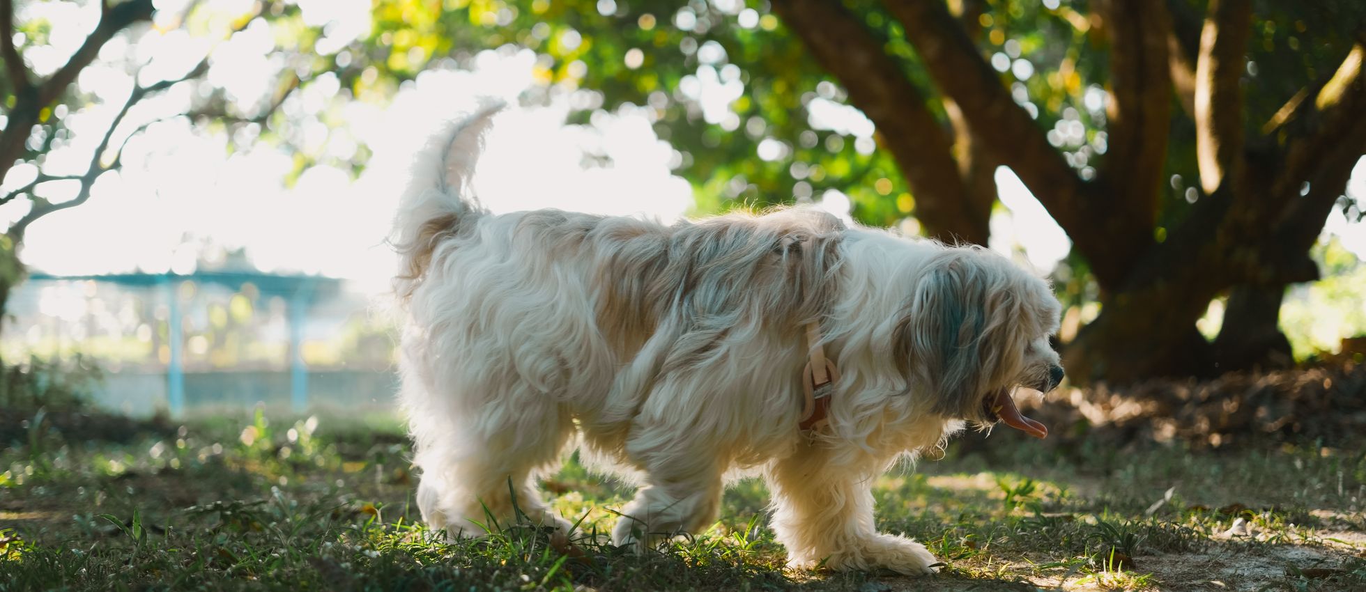 Havanese