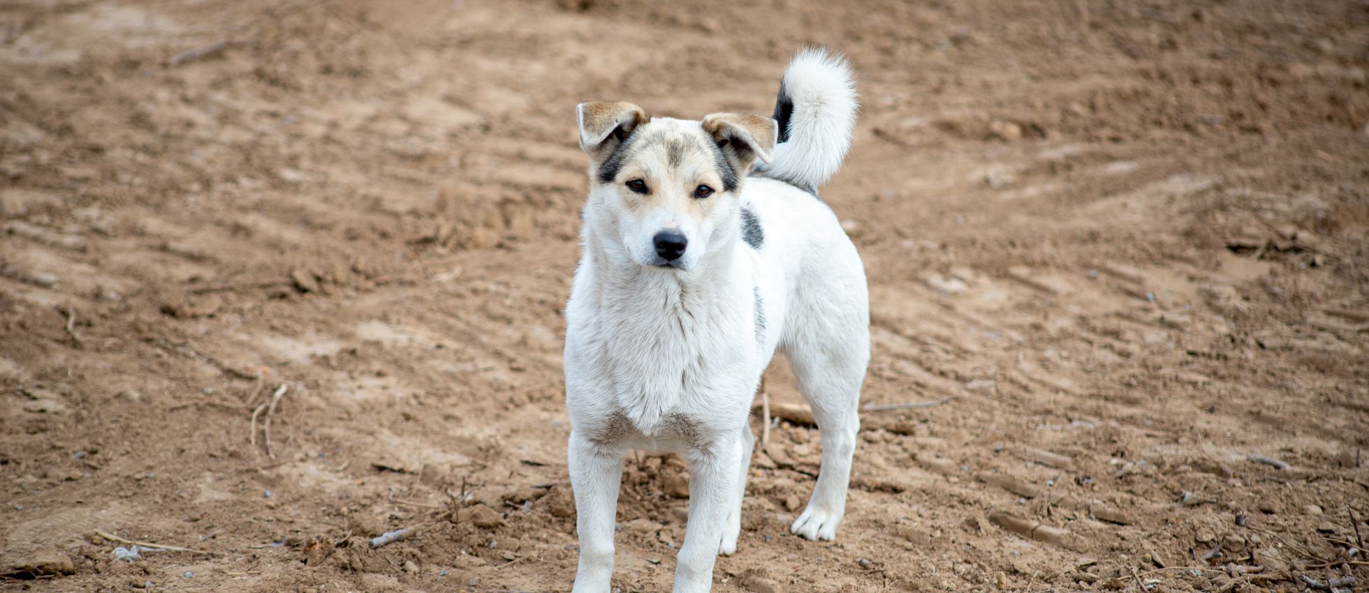 Jindo dog standing on a dirt field — best dog food for Jindo dogs