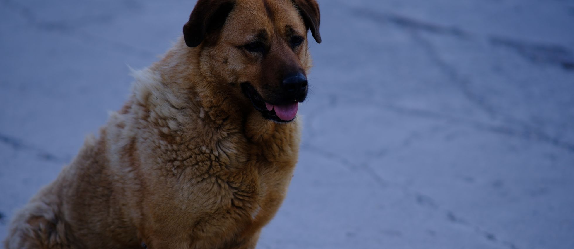 Kangal dog seated on a street — best dog food for Kangals