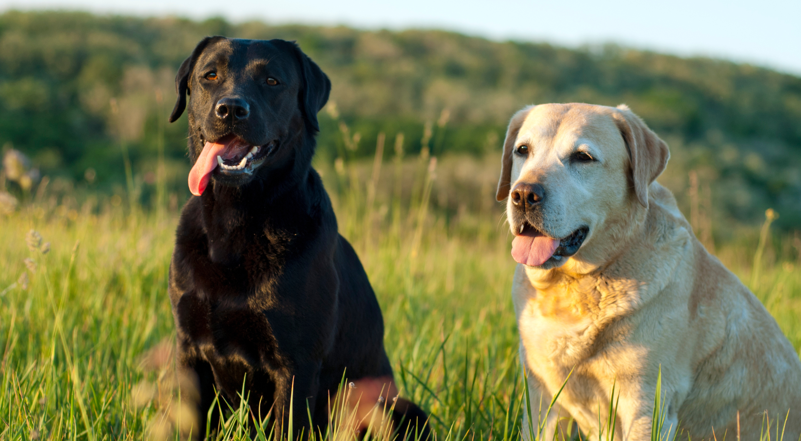 Do Labs Shed? The Truth About Labrador Retriever Shedding