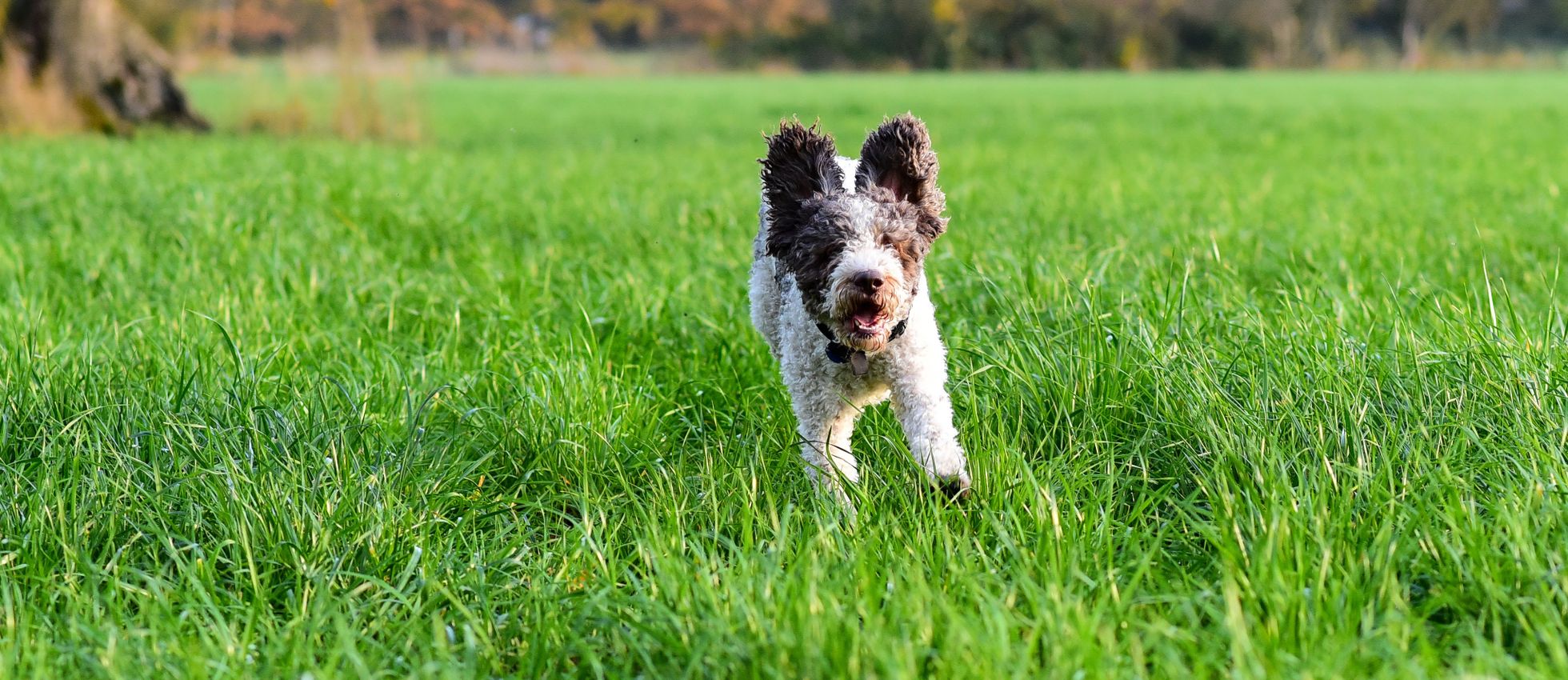 Lagotto Romagnolo dog running through a vibrant green field — best dog food for Lagotto Romagnolos