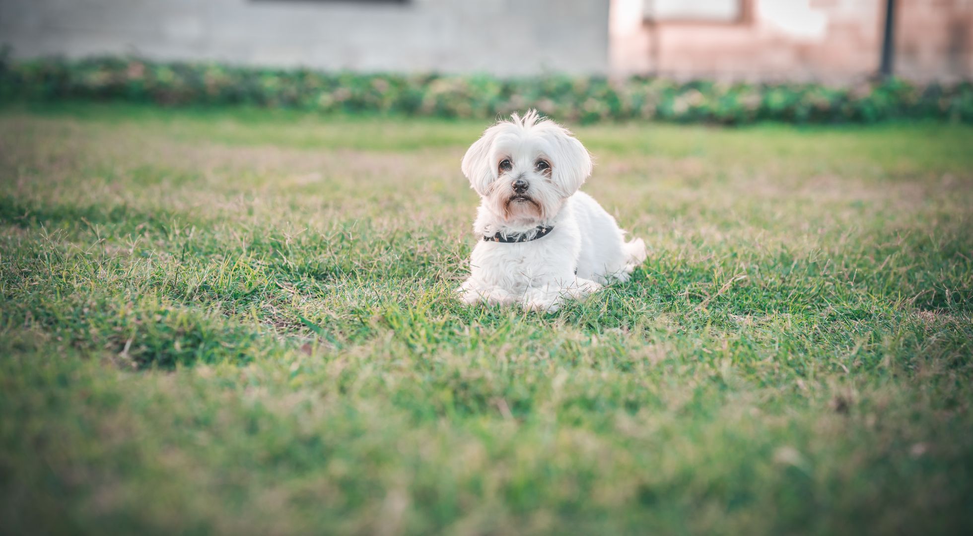 Maltese dog lying on grass — best dog food for Maltese