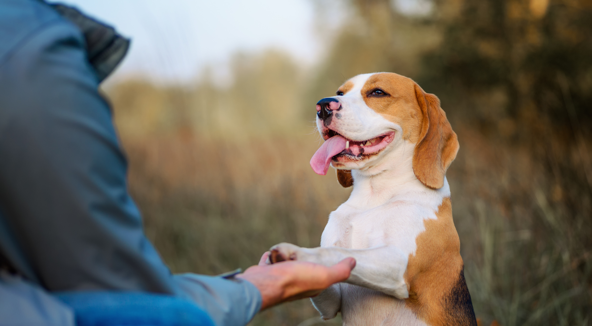 How to Train a Dog to Be Obedient in Public: Essential Tips for Responsible Owners