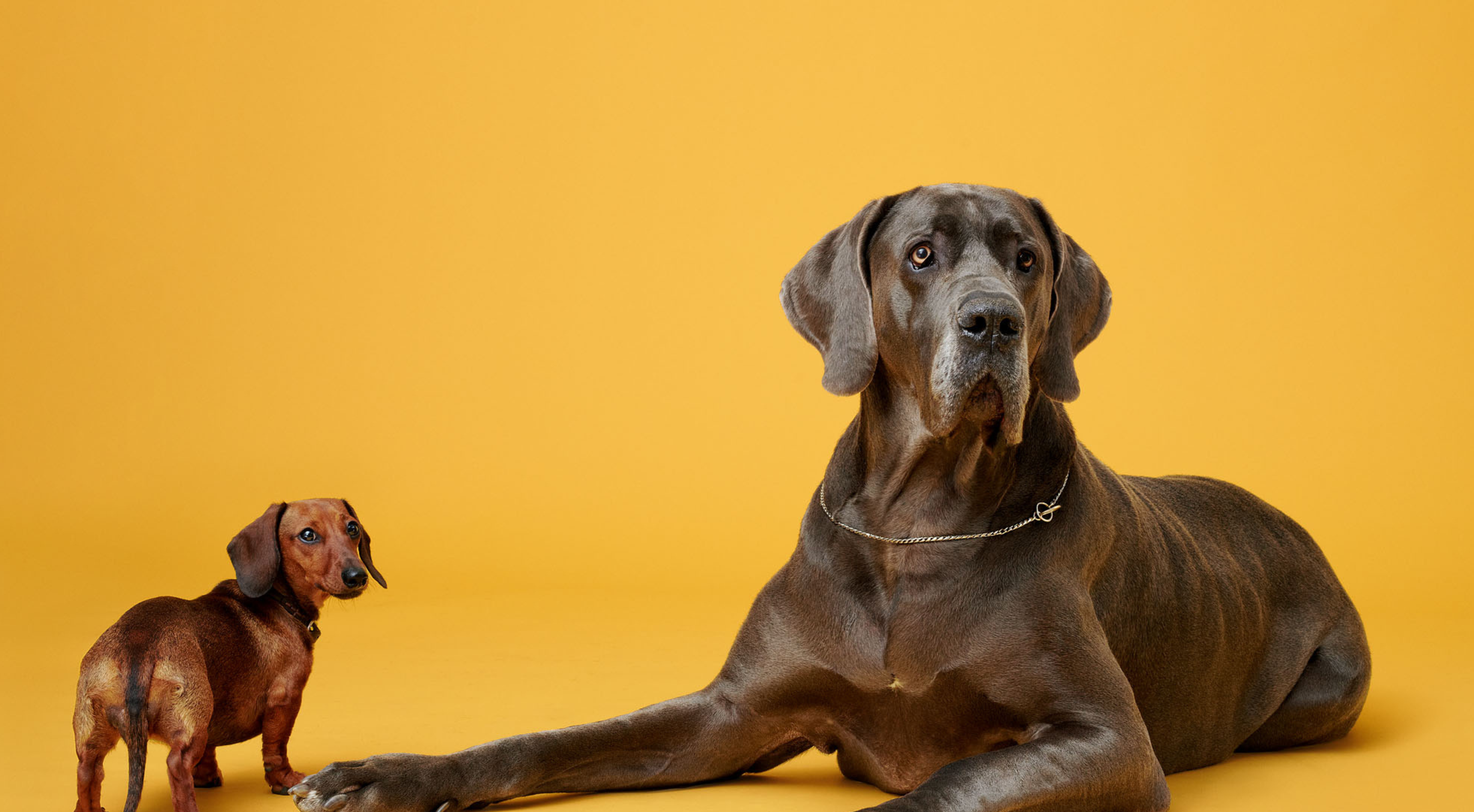 Puppy Food vs. Adult Dog Food: Key Nutritional Differences Explained