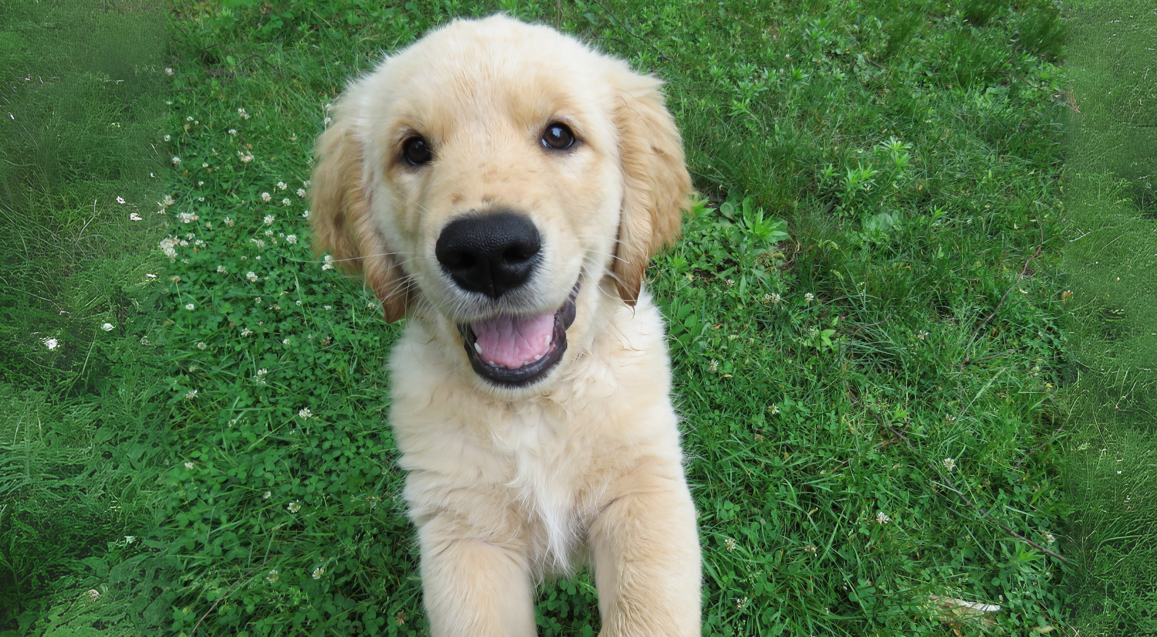Puppy Survival Guide 5–6 Months Old: Essential Tips for Thriving During Adolescence