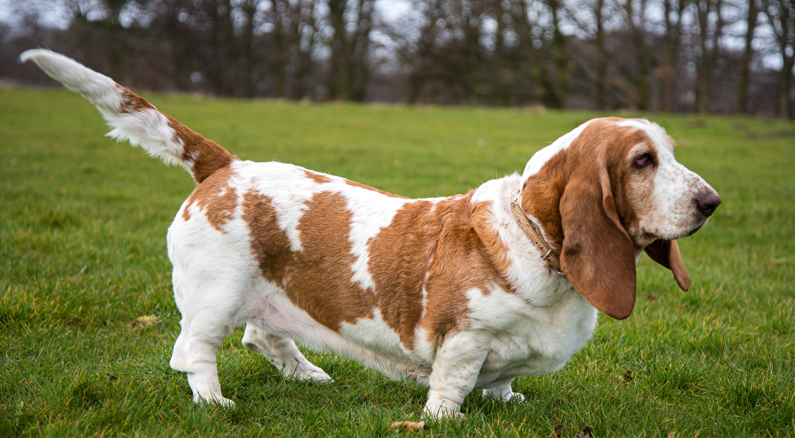 What is the best dog food for a Basset Hound?