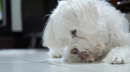 Why Is My Dog Chewing Their Nails and Licking Their Paws?