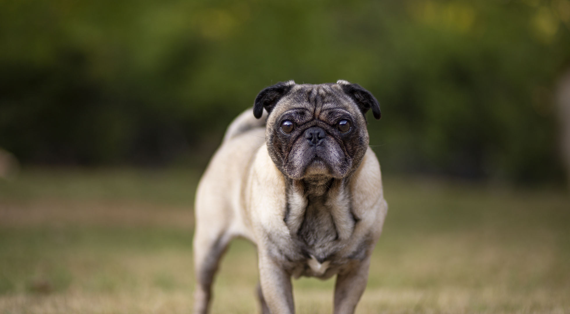Pug dog standing on grass — best dog food for Pugs