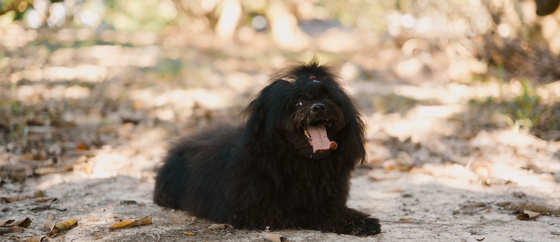 Puli dog resting on a sunlit path outdoors — best dog food for Pulis